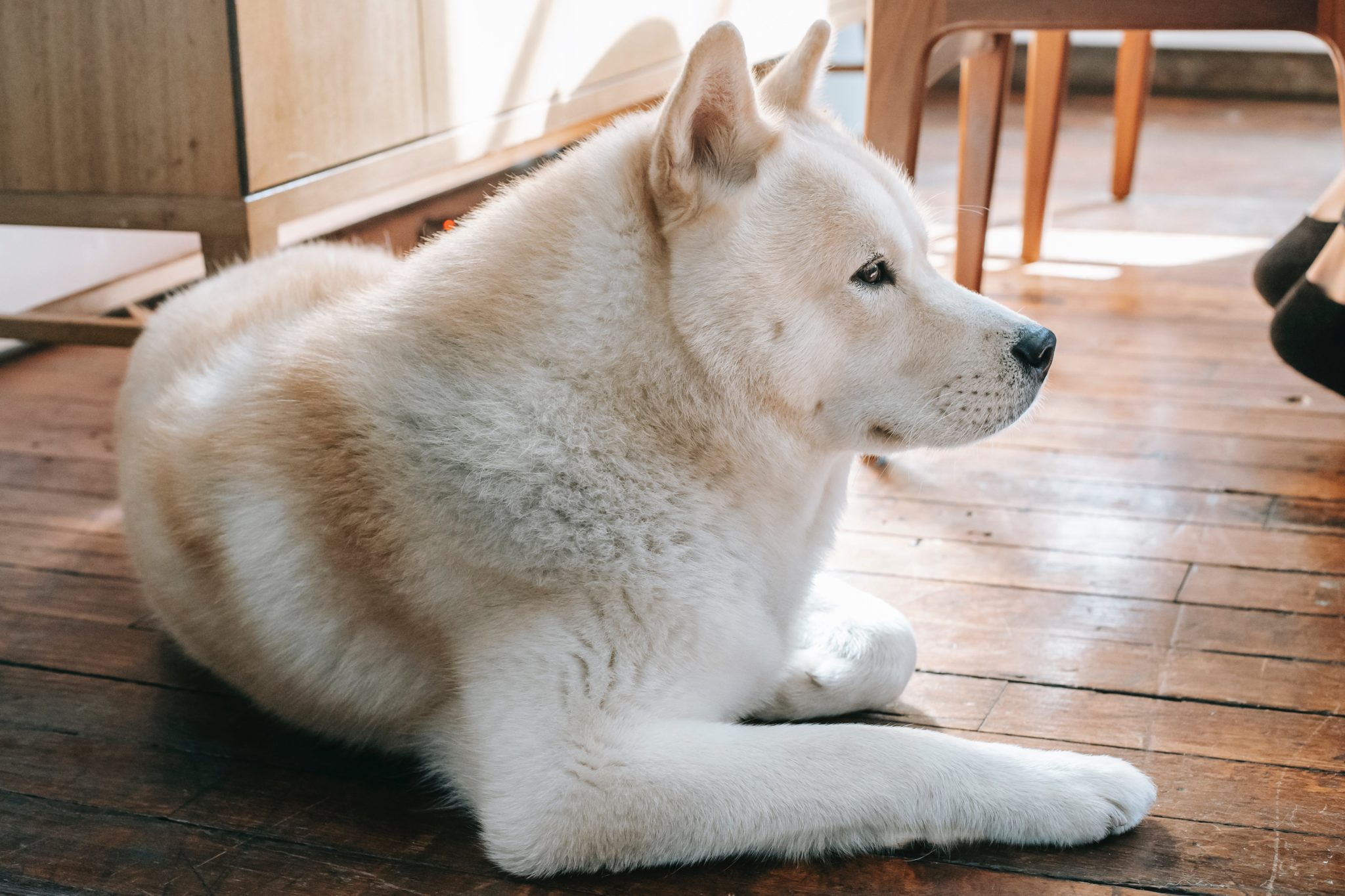 An Akita is a breed of working dog that originated in the mountains of northern Japan