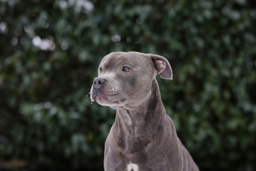 The name Staffordshire Terrier was approved because the ancestors of the breed originally came from Staffordshire, England. The name of the breed was revised on January 1, 1969, to American Staffordshire Terrier to distinguish it from the British Staffordshire Bull Terrier.