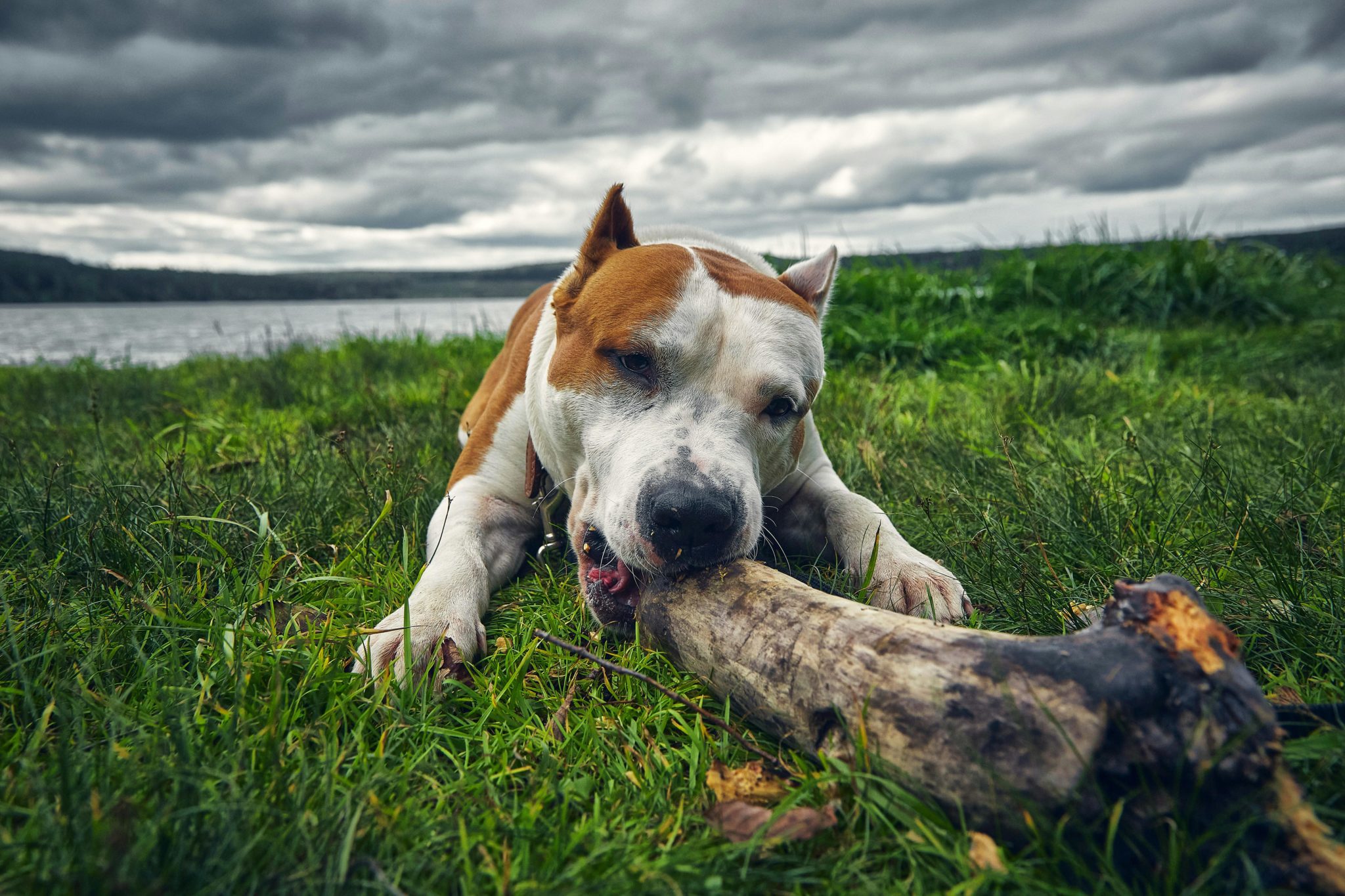 The American Staffordshire terrier enjoying some well earned play time in the open nature