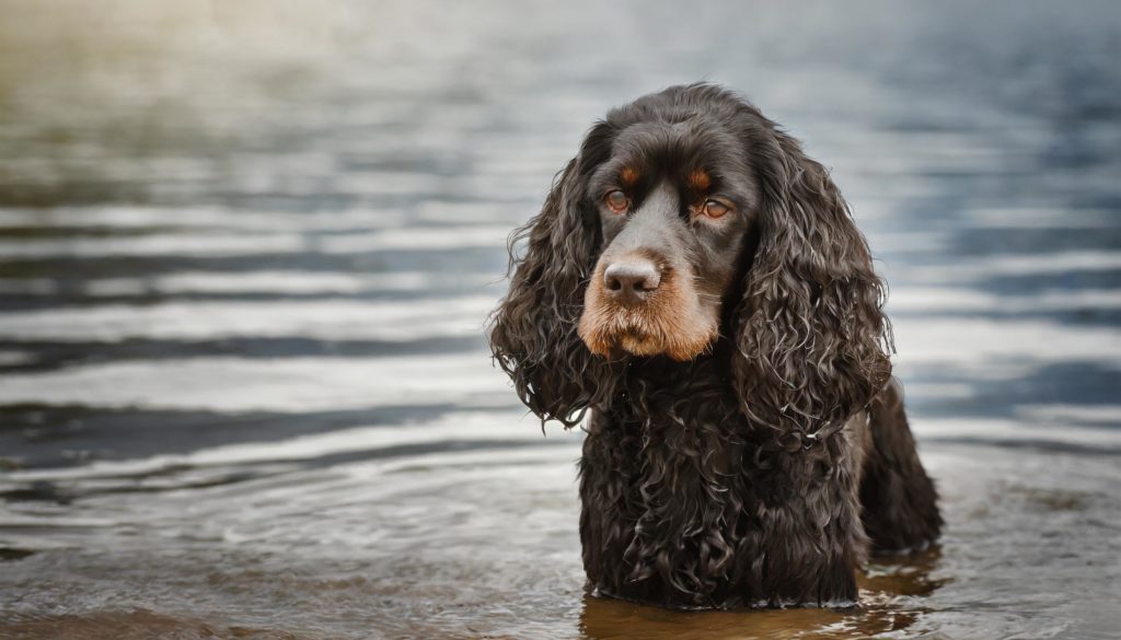 Originating in Wisconsin, the American Water Spaniel is the Wisconsin state dog.The breed originated in the areas along the Fox River and its tributary the Wolf River during the early 19th century.