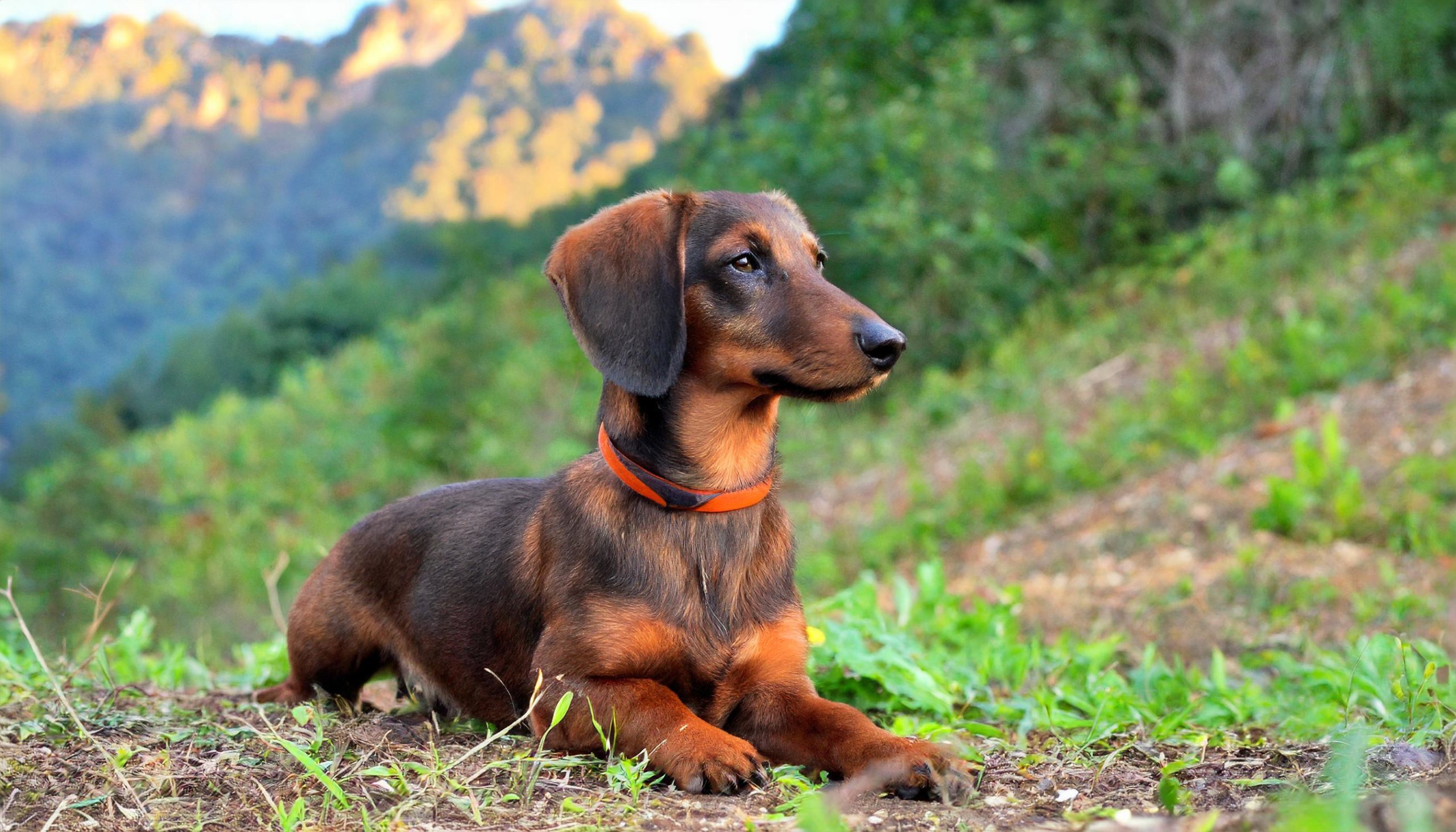 The Alpine Dachsbracke was bred to track wounded deer as well as boar, hare, and fox. It is highly efficient at following a trail even after it has gone cold