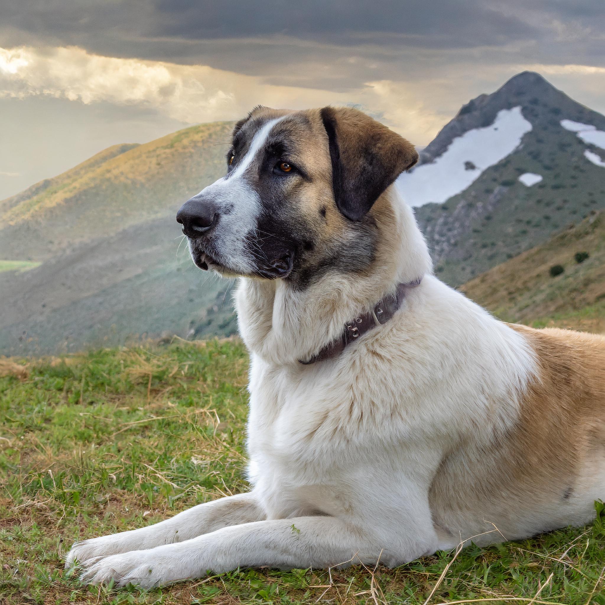 anatolian shepherd taking some well deserved rest while hiking
