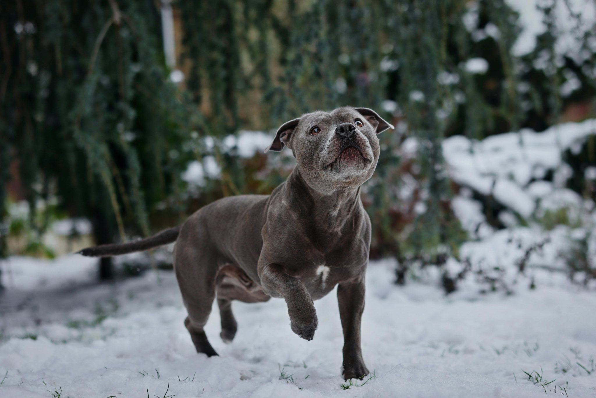 American staffordshire terrier running and playing in snow