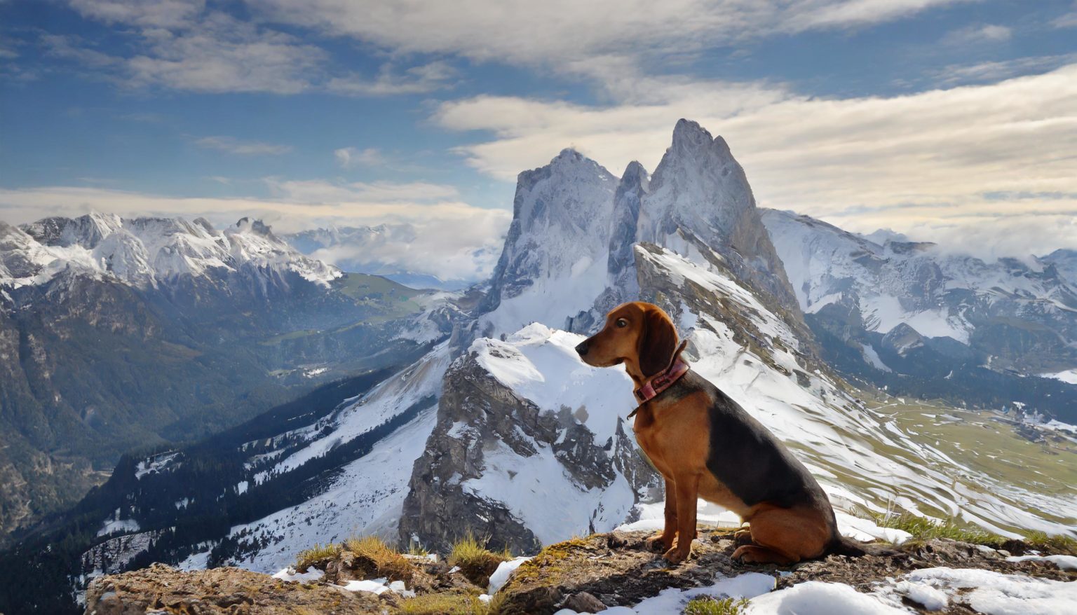 The Alpine Dachsbracke (German: Alpenländische Dachsbracke) is a small breed of dog of the scent hound type originating in Austria.