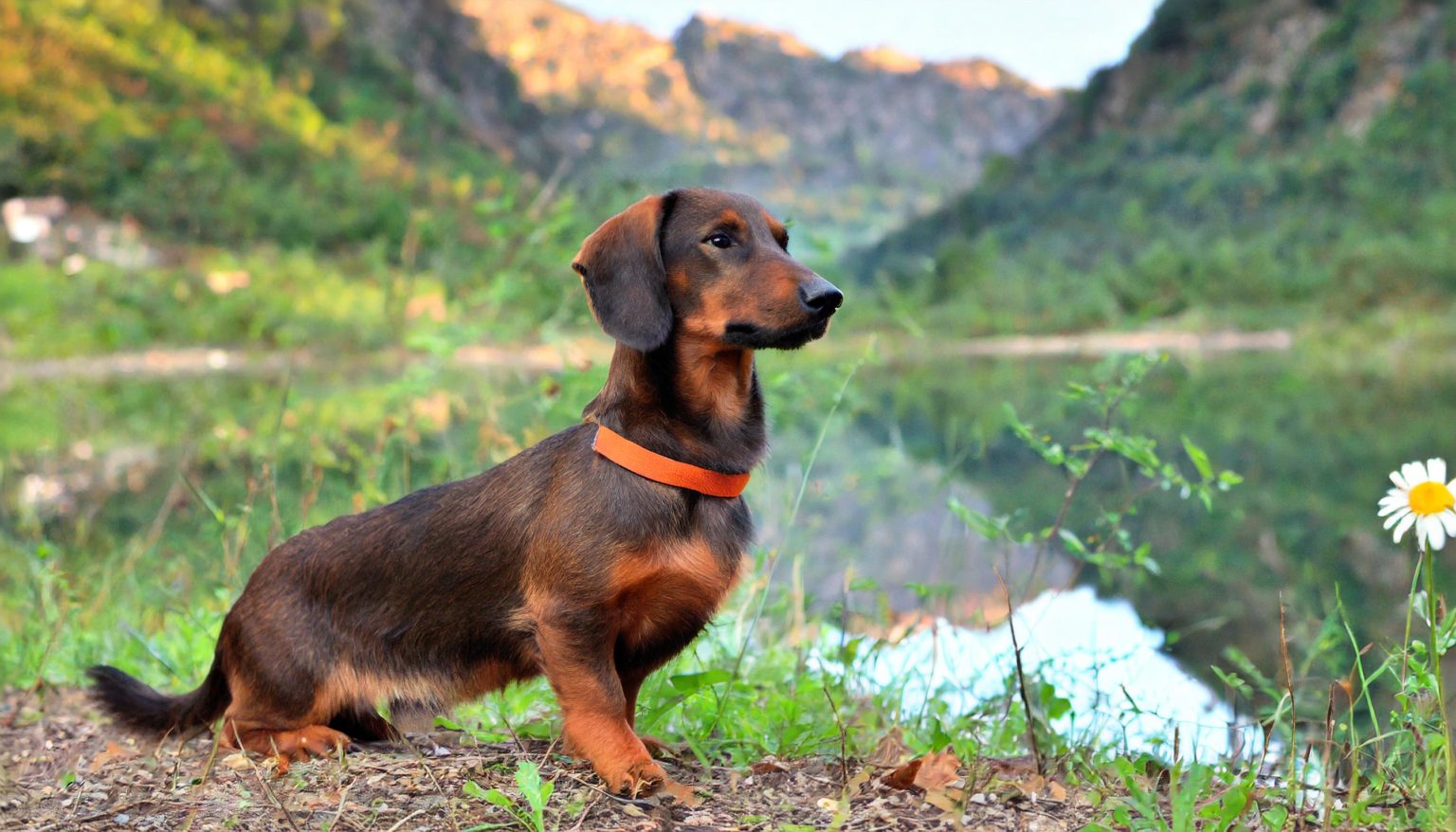 The Alpine Dachsbracke is a medium-sized hunting dog with a sturdy build and strong muscles.