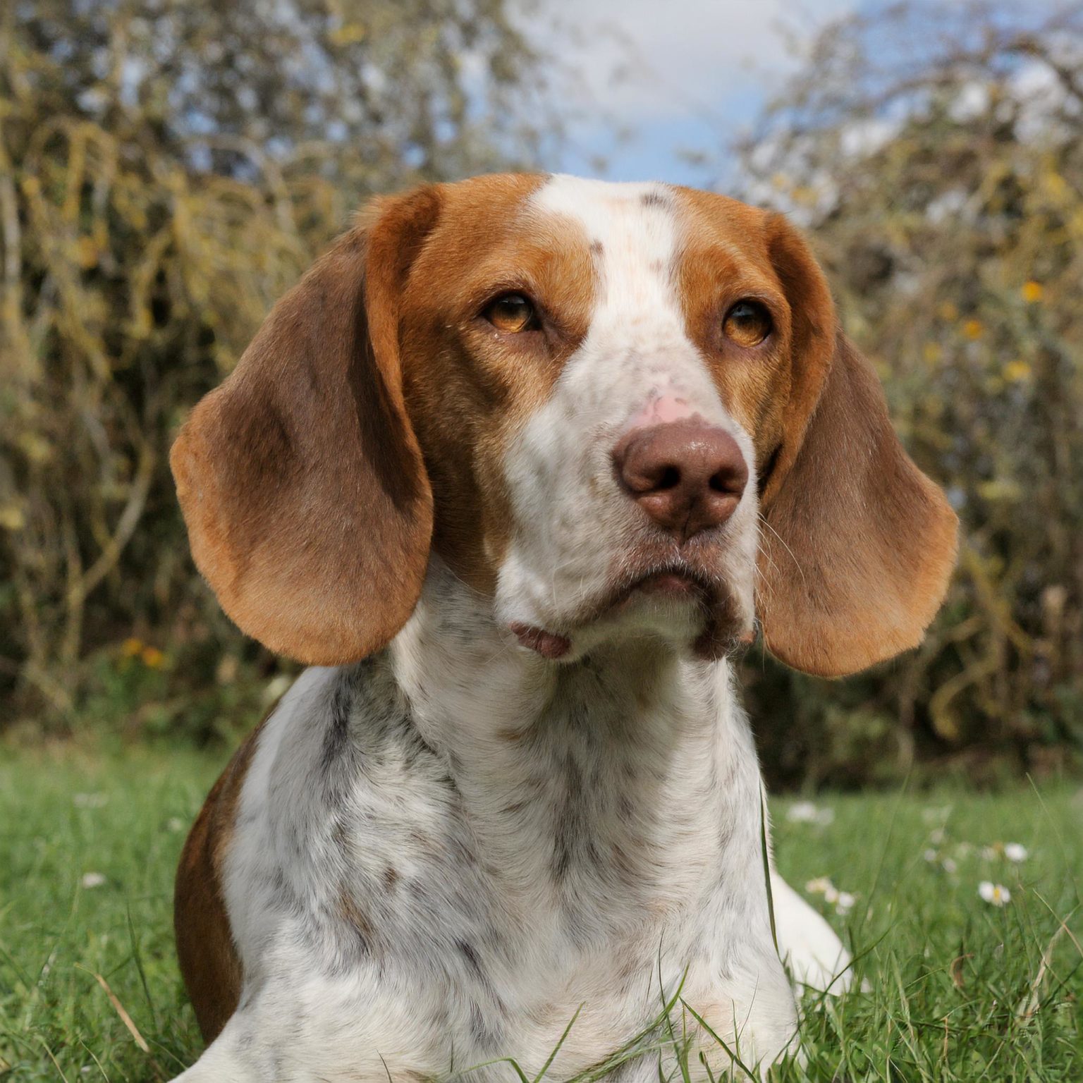 the Anglo Francais de Petite Venerie was created by crossing English hounds with the French hounds. It was used as a scenthound for hunting small game.
