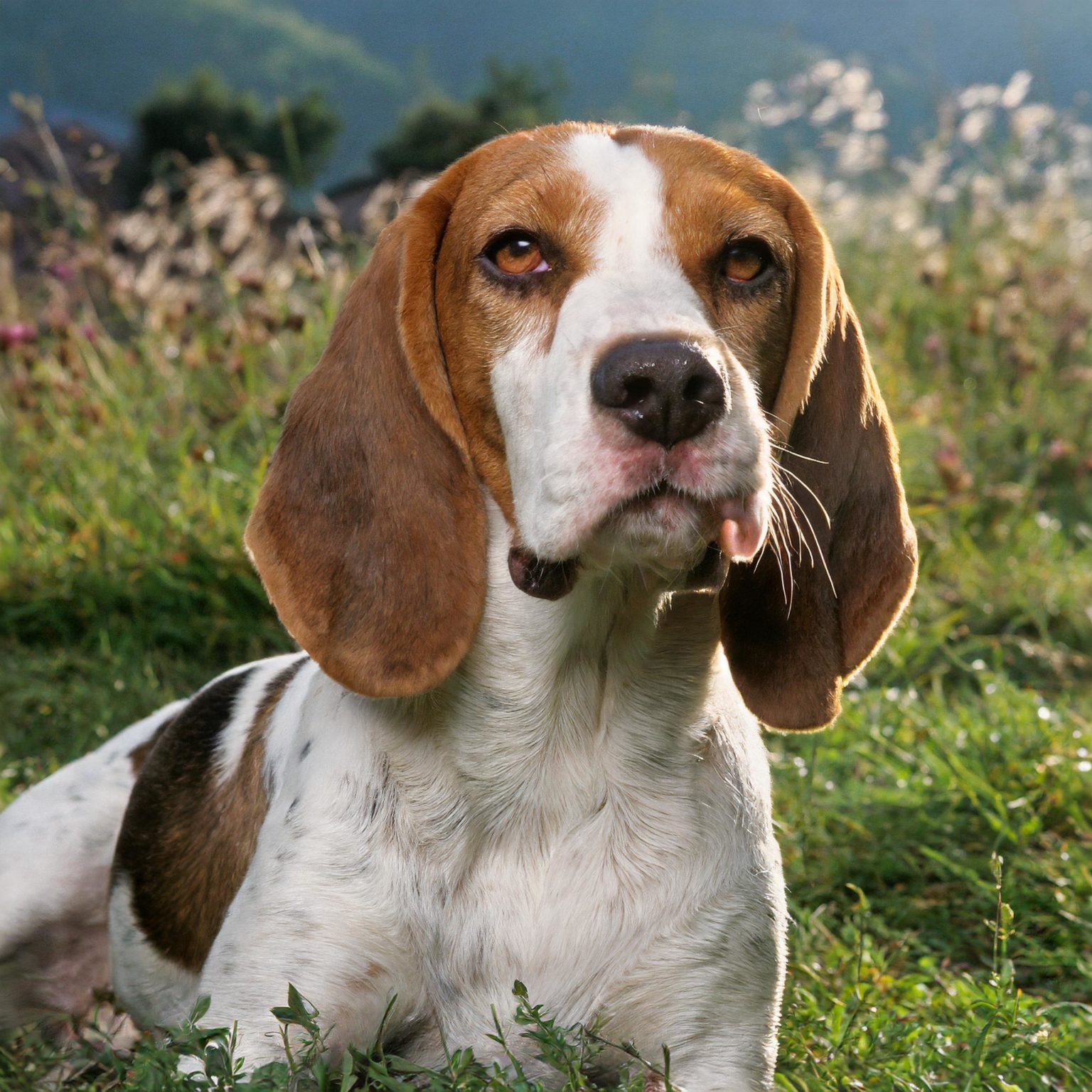 The Anglo-Français de Petite Vénerie is the perfect balance of parameters between the French and English hound breeds.