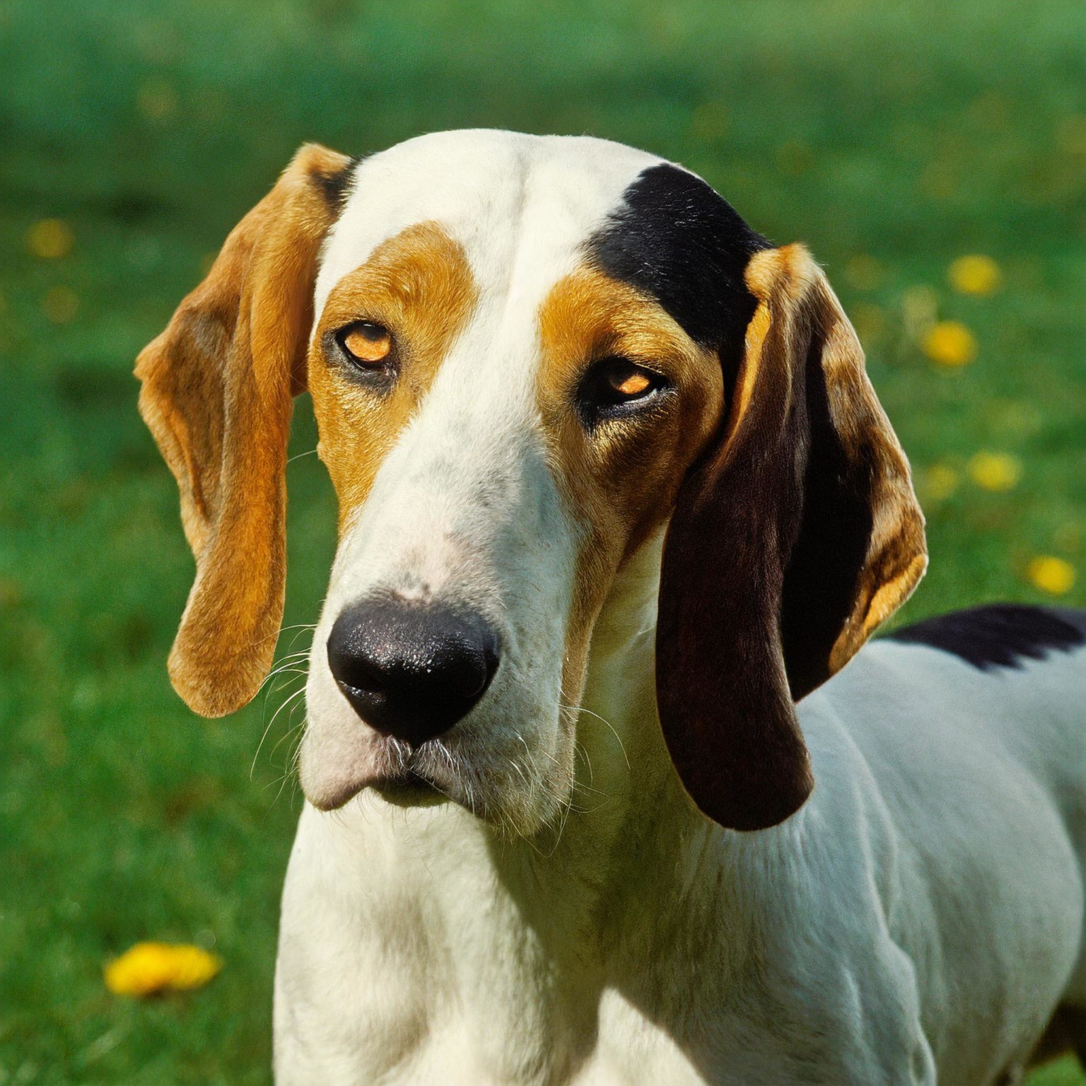 The Ariégeois is one of the youngest hound breeds in France