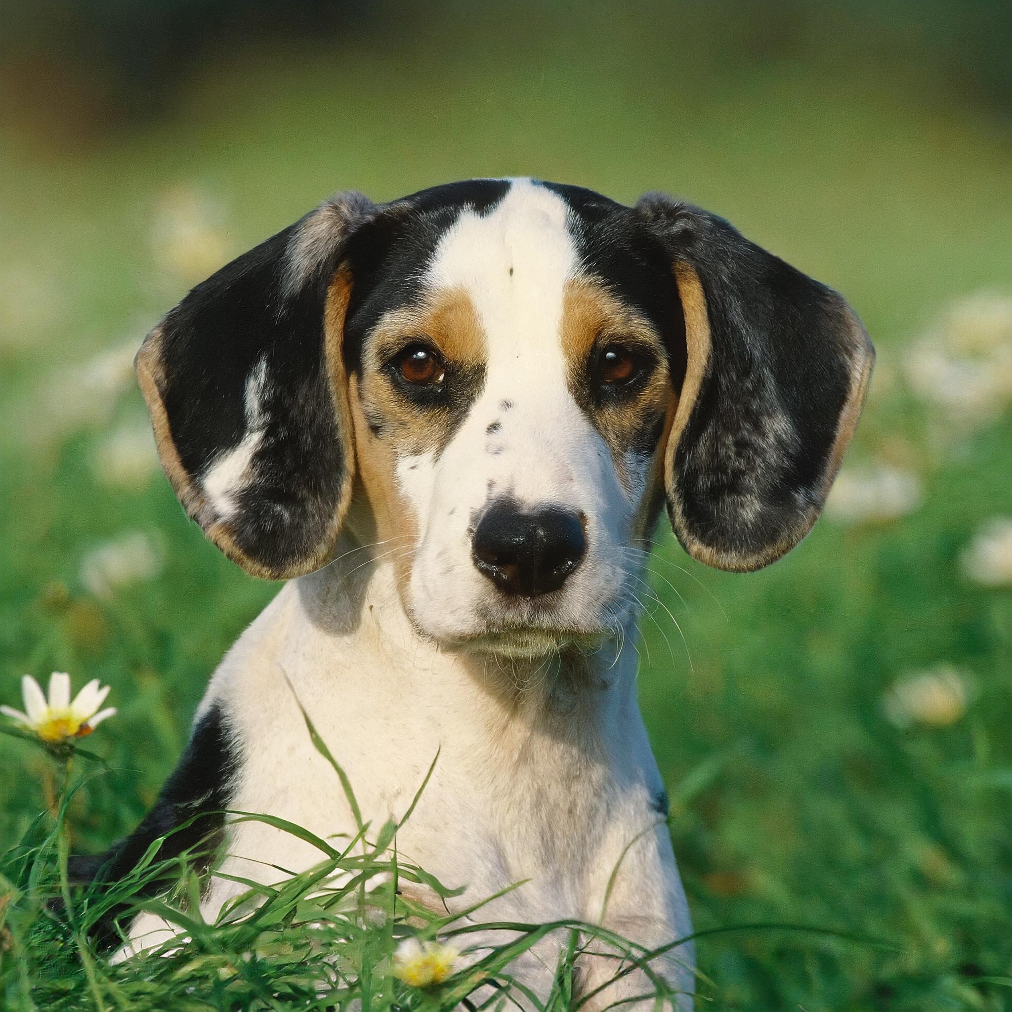 A cute Ariégeois puppy in a field of flowers