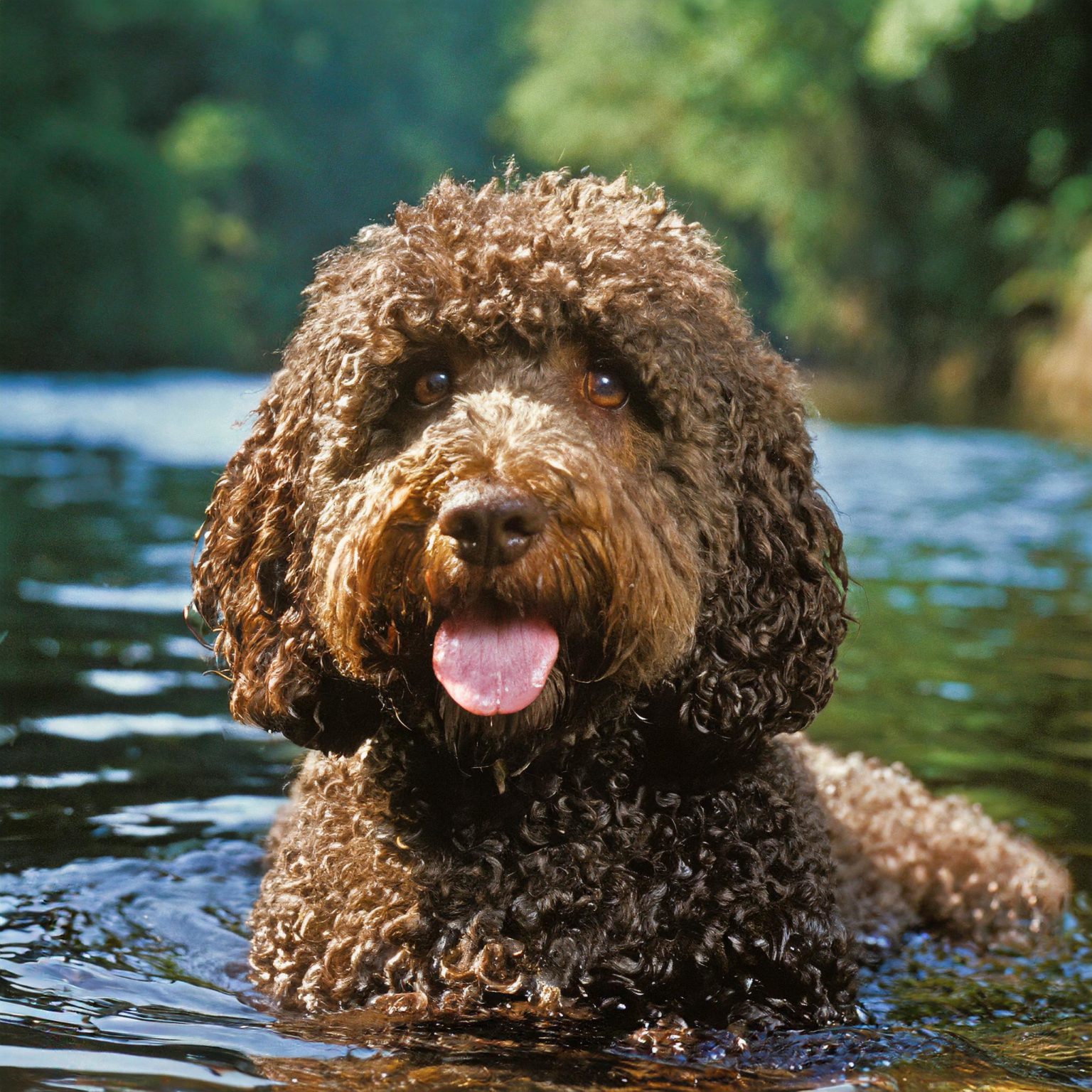 The Barbet was originally a water dog and was primarily used in France for hunting water game, as mentioned in 16th century scripts.