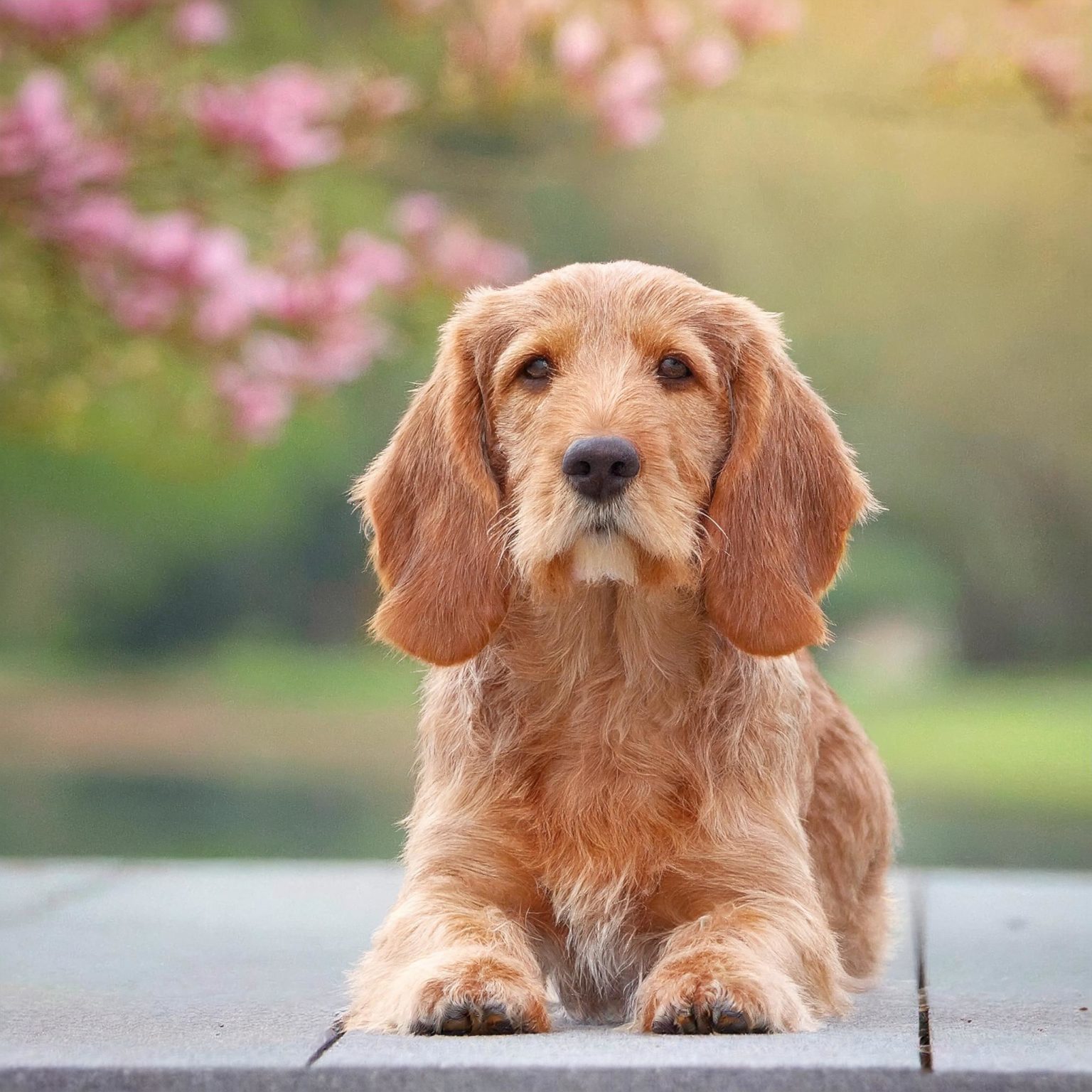 The Basset Fauve de Bretagne is a short-legged hunting breed of dog of the scent hound type, originally from Brittany, a historical duchy of France.