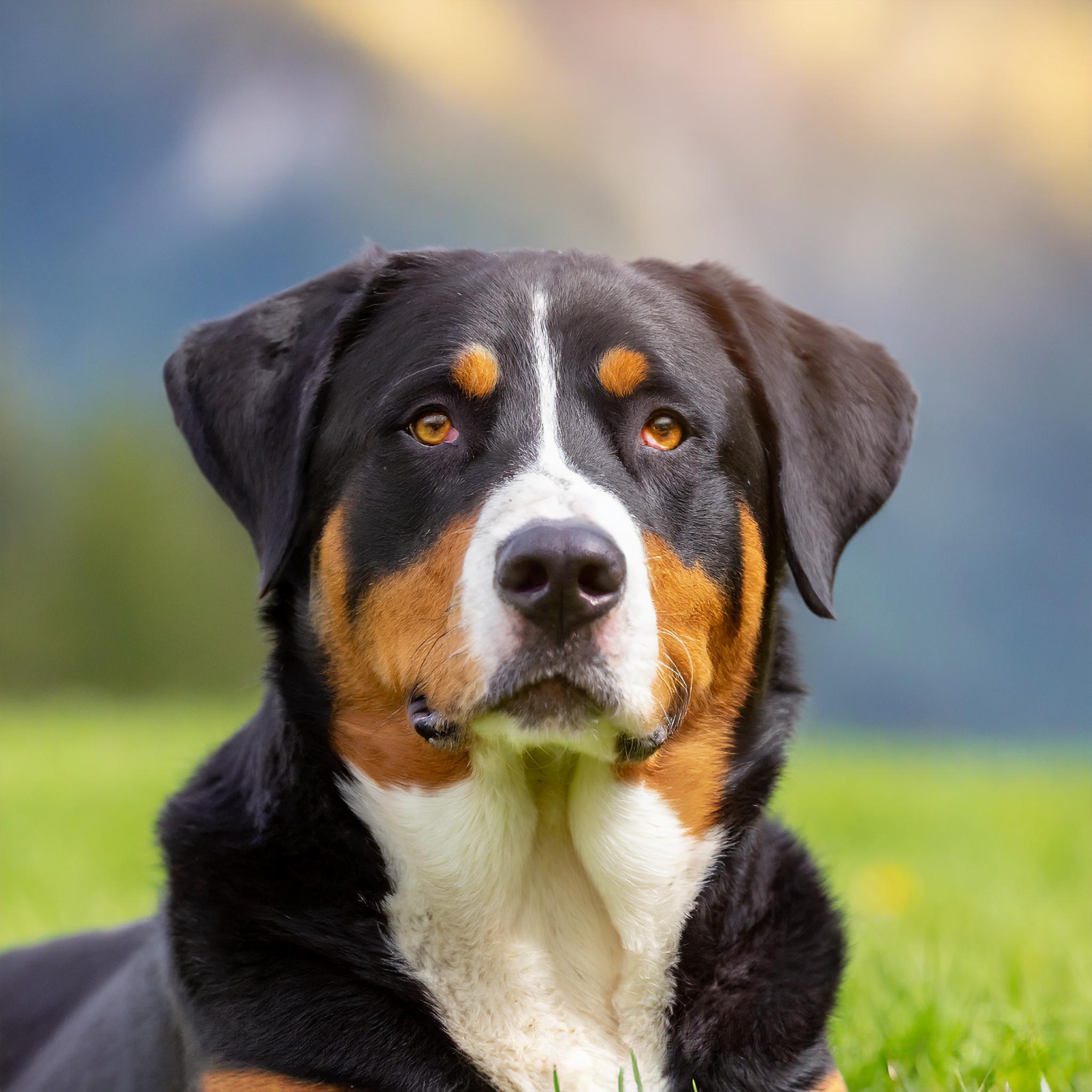 The Appenzeller Sennenhund is a Swiss breed of medium-sized working dog. It originates in the Appenzell region of north-eastern Switzerland, and is one of four regional breeds of Sennenhund or Swiss mountain dog, all of which are characterised by a distinctive tricolour coat.