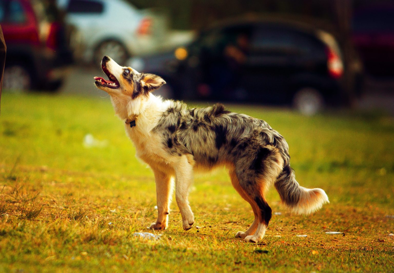 The Australian Shepherd probably came from the Basque region of Spain. Basque shepherds first took their dogs with them to Australia and then to the United States, so Americans called the dogs Australian Shepherds. The breed, as we know it today, was developed solely in the United States.