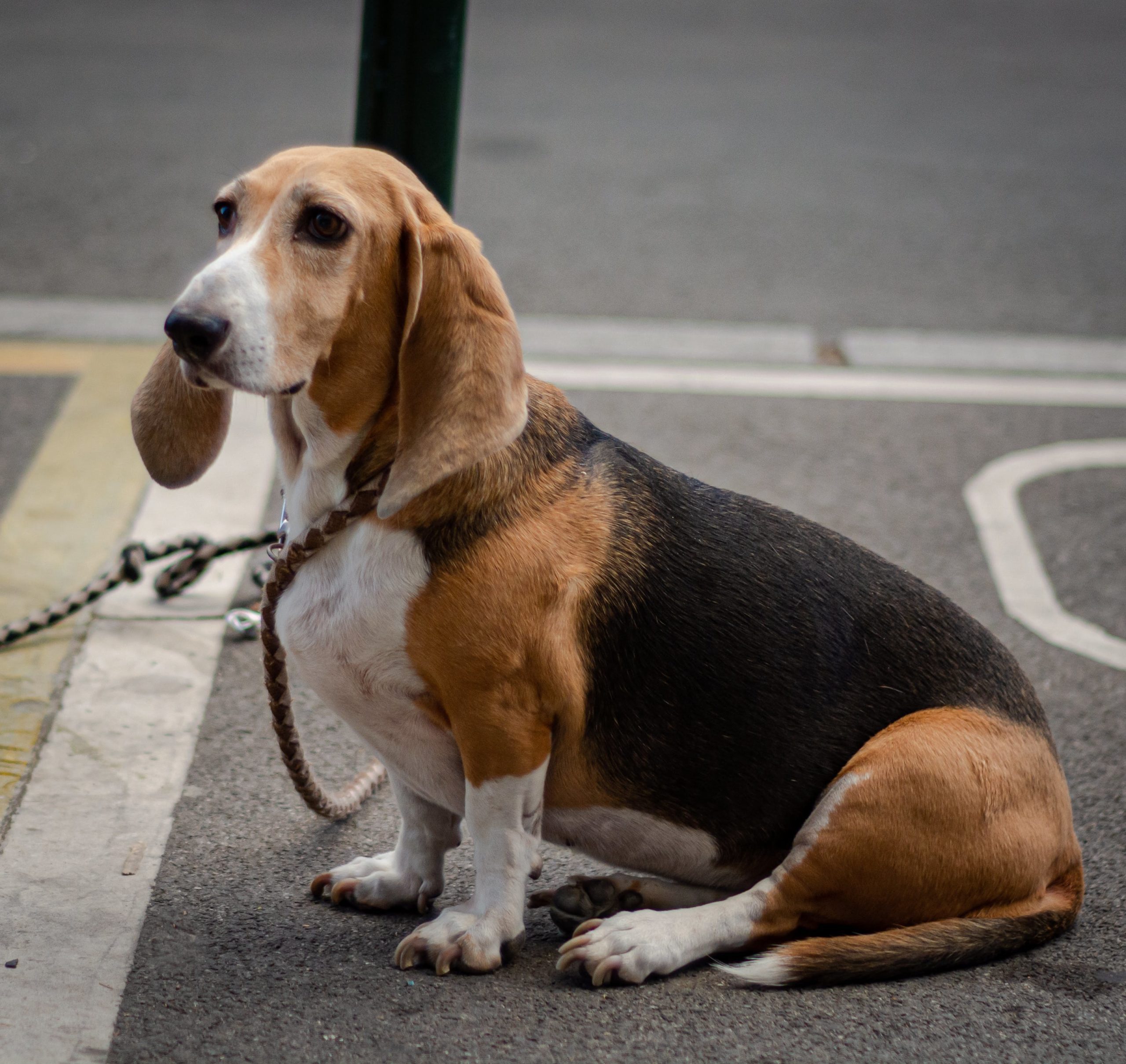 Basset hound on a nice walk through the city