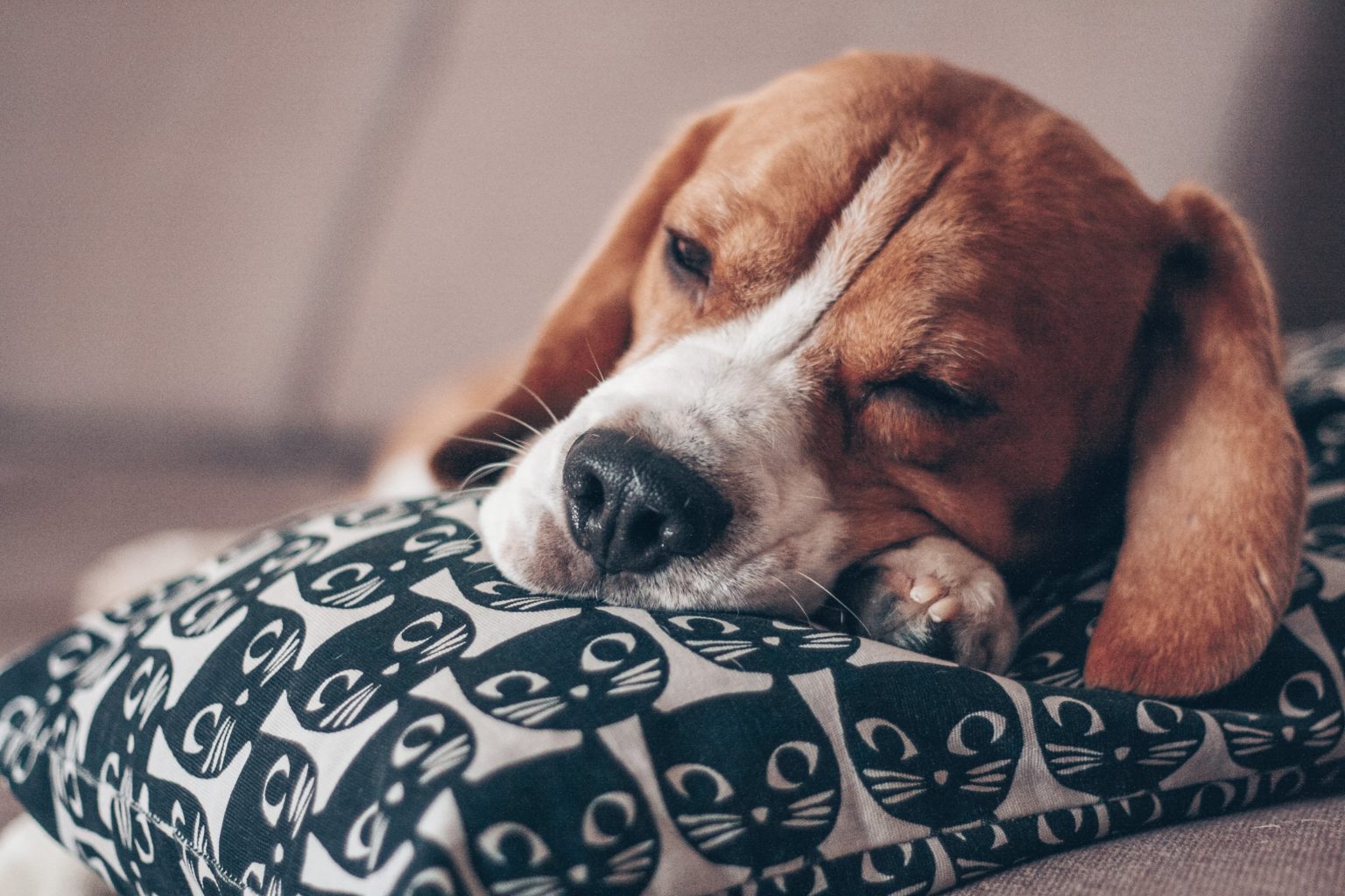 Beagle asleep after a long day out