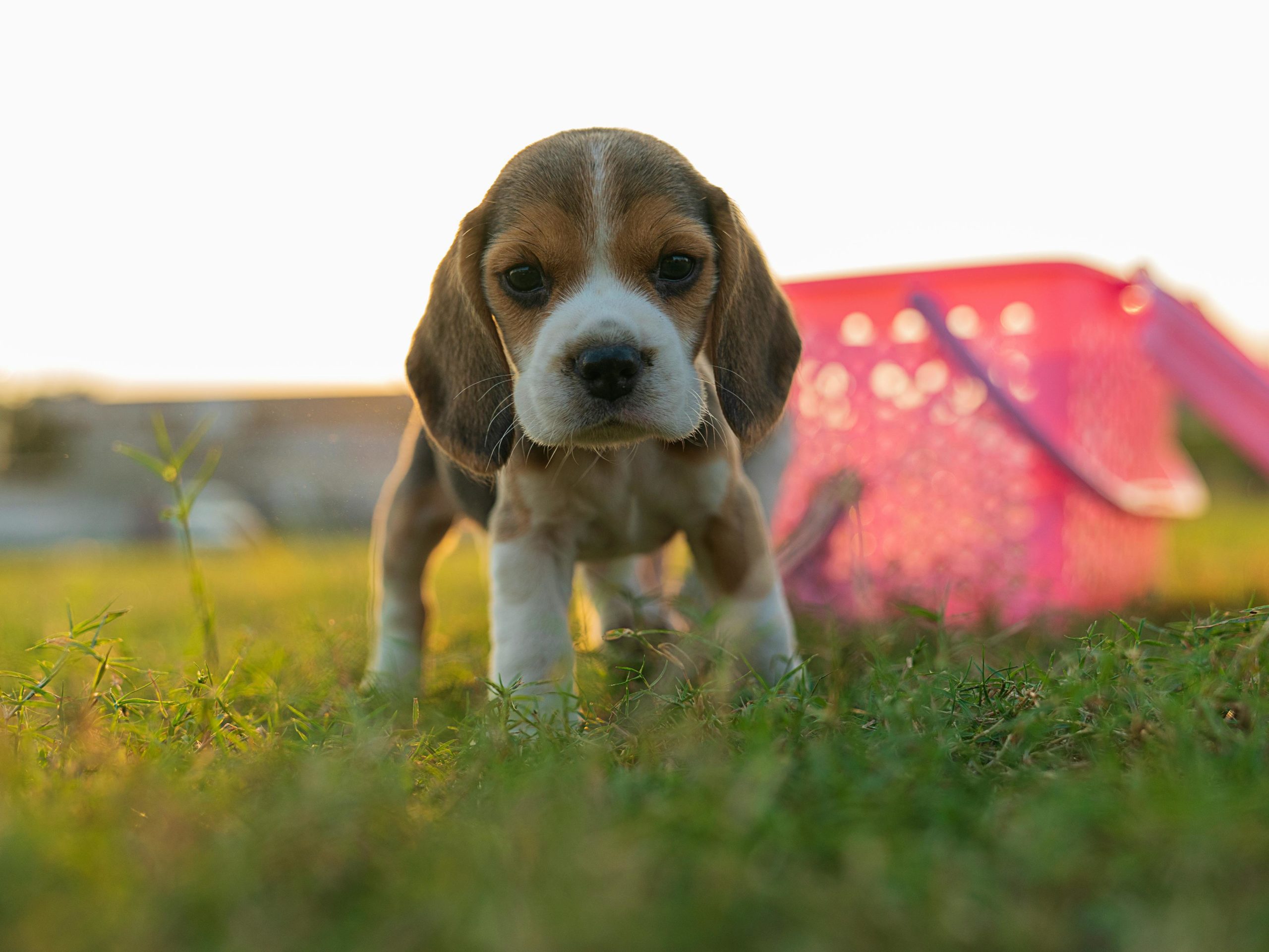 Beagle puppy out for a small walk in the back yard exploring the big world