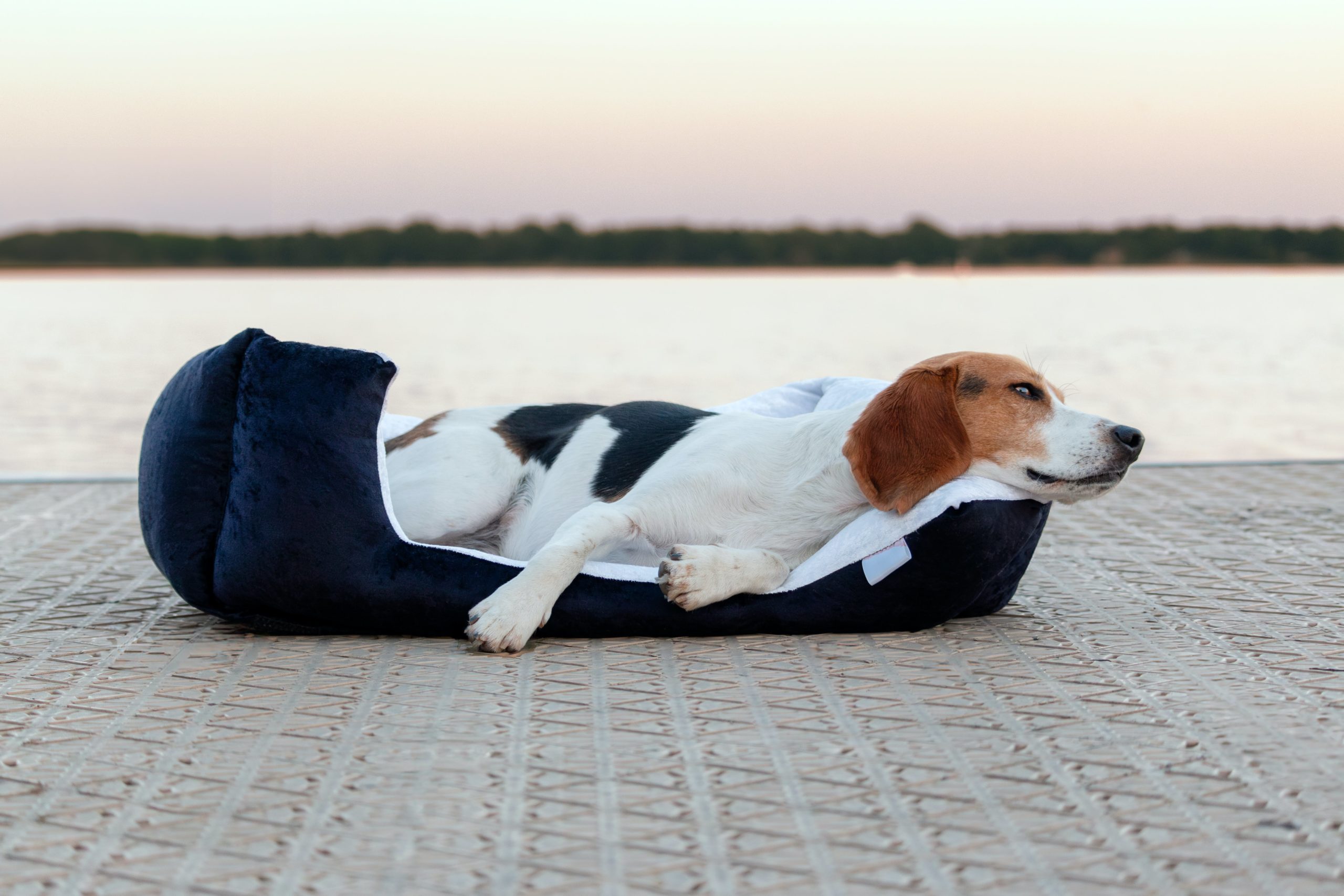Beagle harrier enjoying some resting time after a long day out