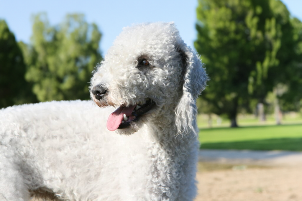 The Bedlington Terrier enjoying a nice day out in the park