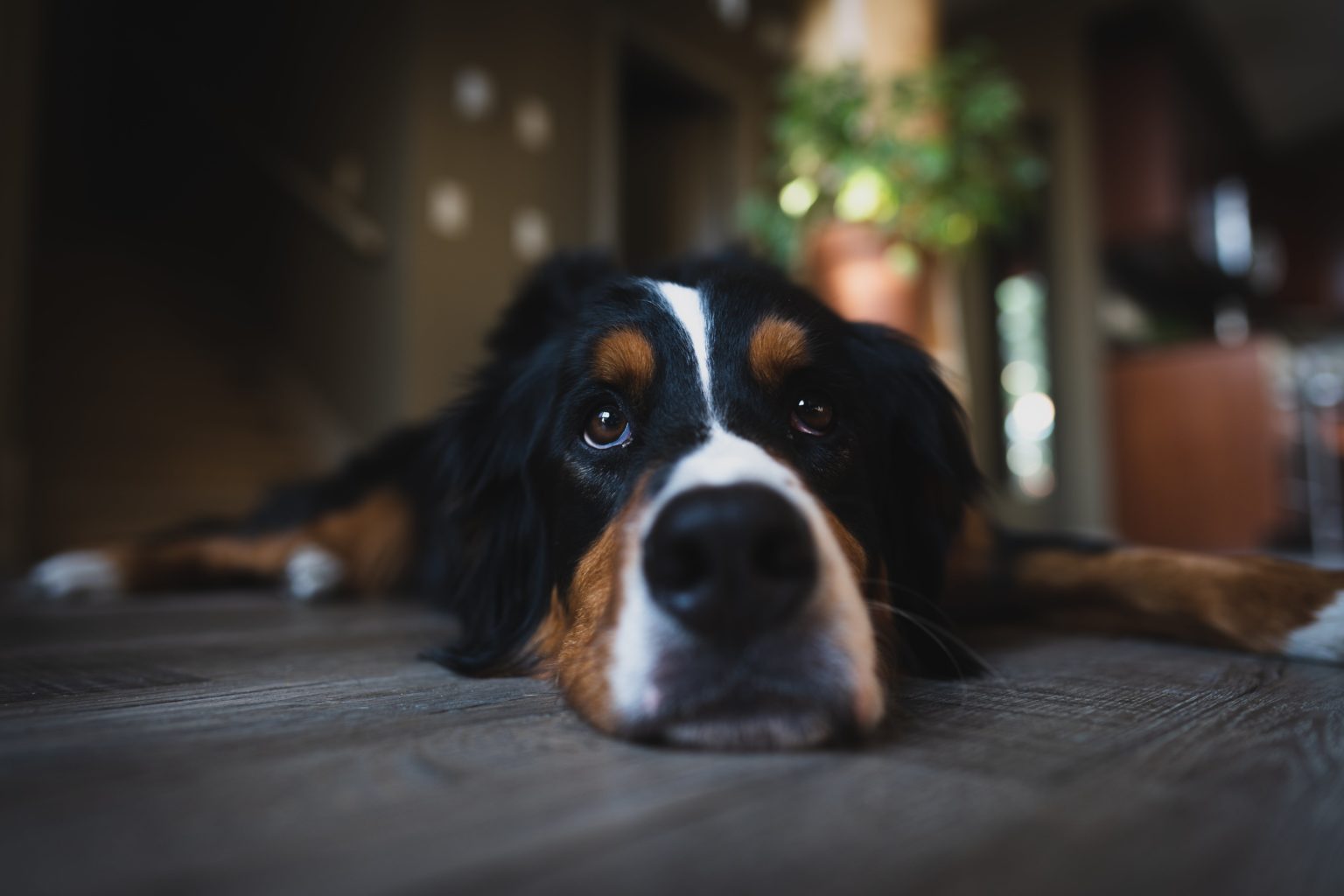 Bernese Mountain Dog, breed of Swiss working dog taken to Switzerland more than 2,000 years ago by invading Romans. The breed was widely used to pull carts and to drive cattle to and from their pastures and to protect farms from predators. Bernese Mountain Dogs, also called Berners, are noted for their hardiness.