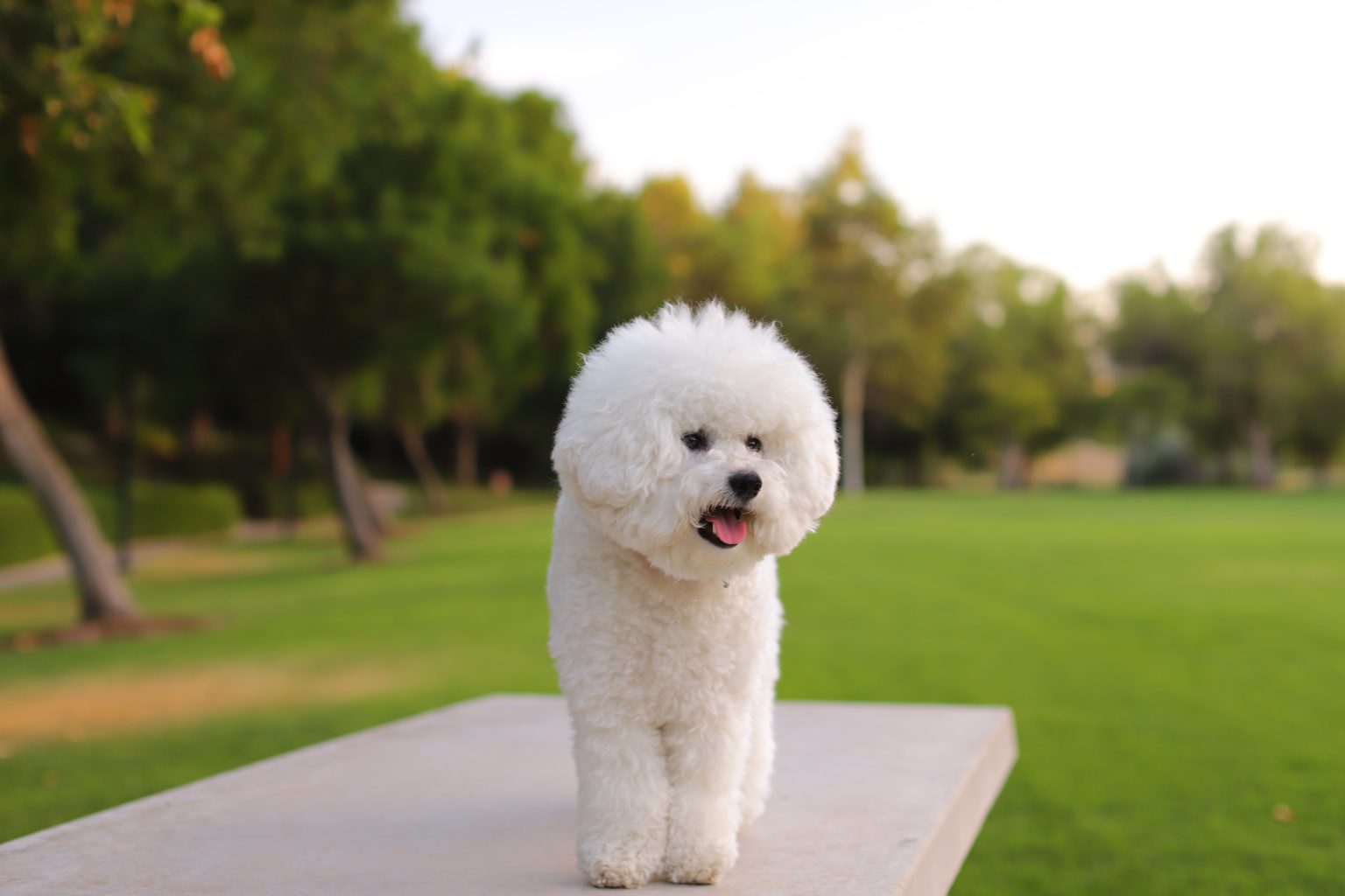 The bichon frise (pronounced bee-SHON free-ZAY) is thought to be a descendant of the water spaniel and was known in the Mediterranean area as far back as the Middle Ages.