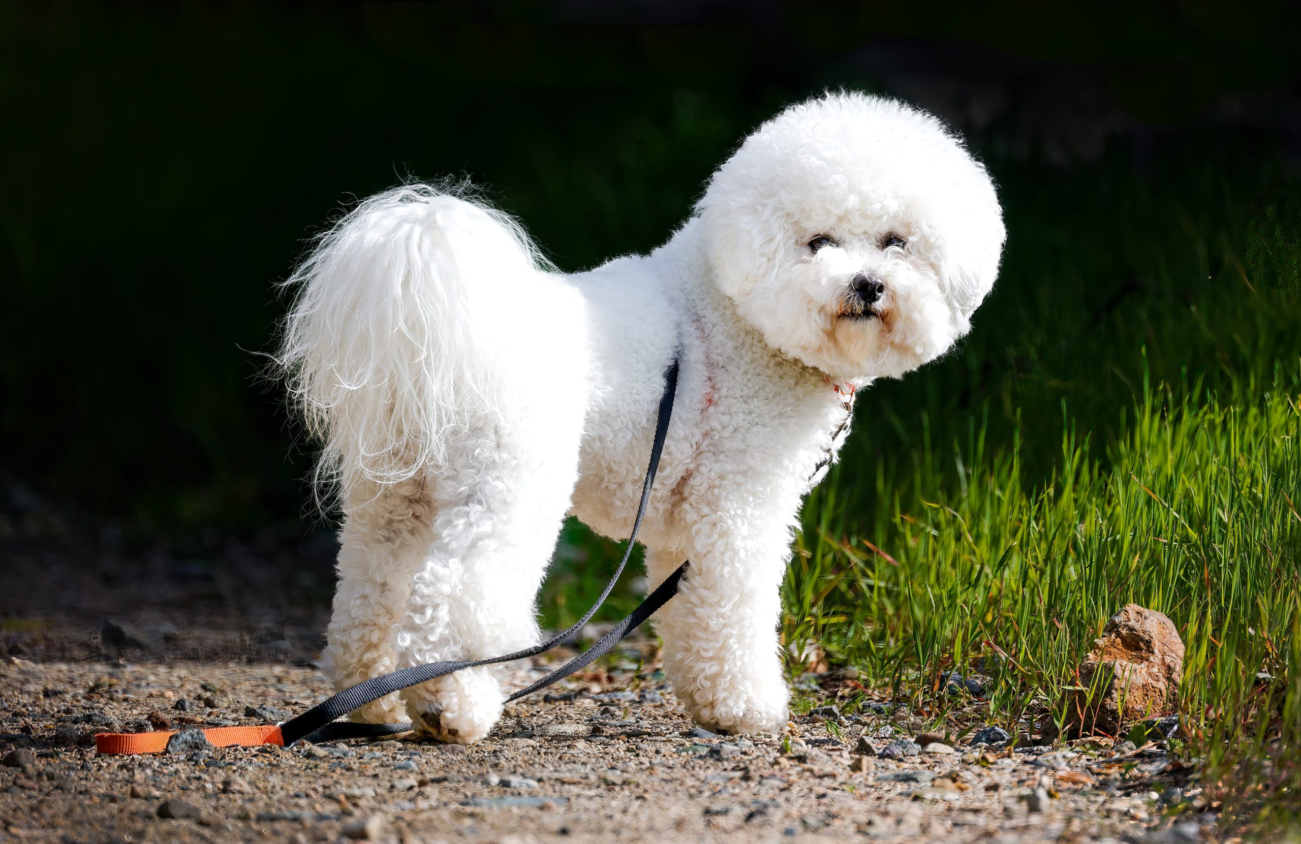 The bichon frise enjoys being on walks through the park to play and sniff around