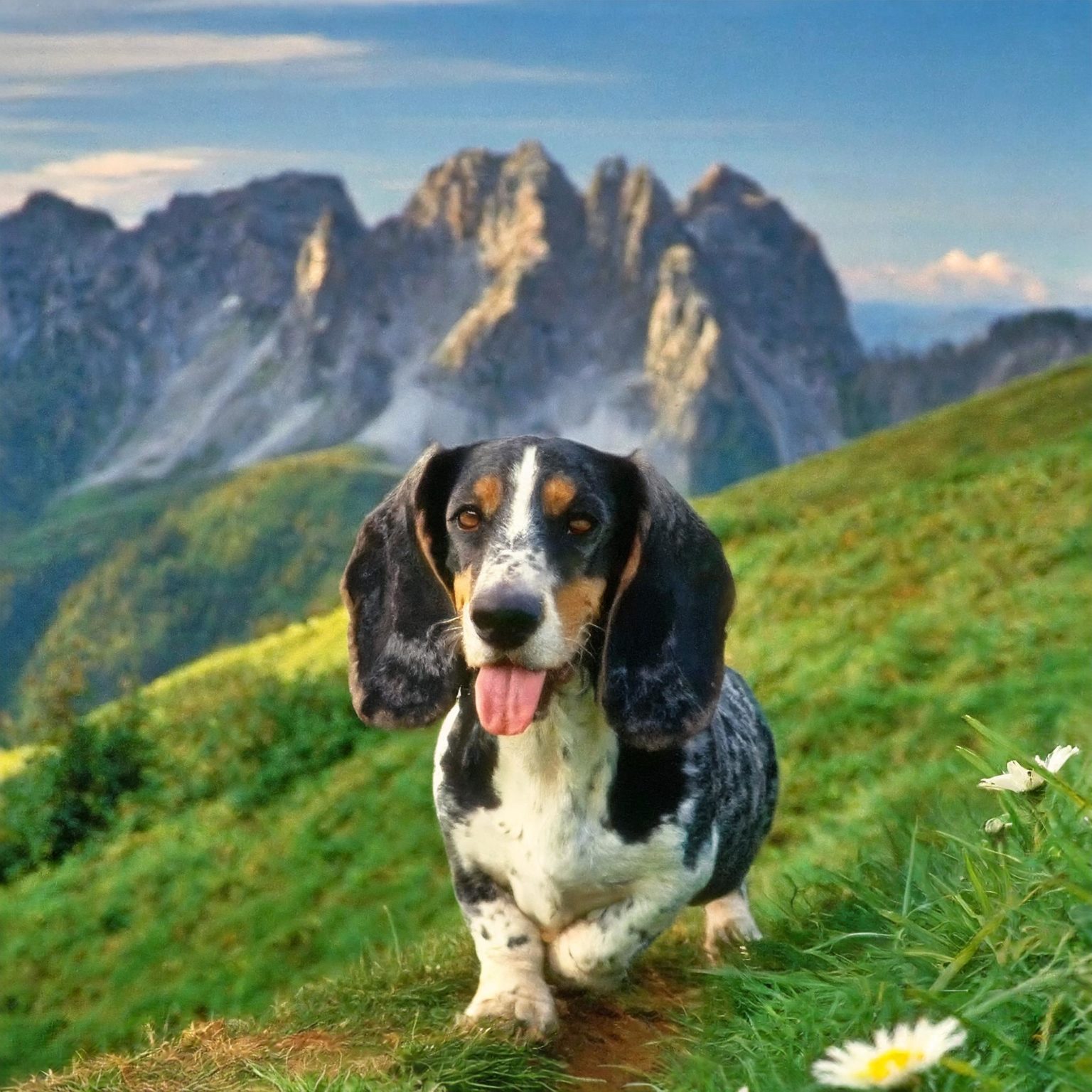 The Basset Bleu de Gascogne—or Blue Gascony Basset—comes from southwest France. The breed is a direct descendant of the Grand Bleu de Gascogne and has been around since the 14th century. 