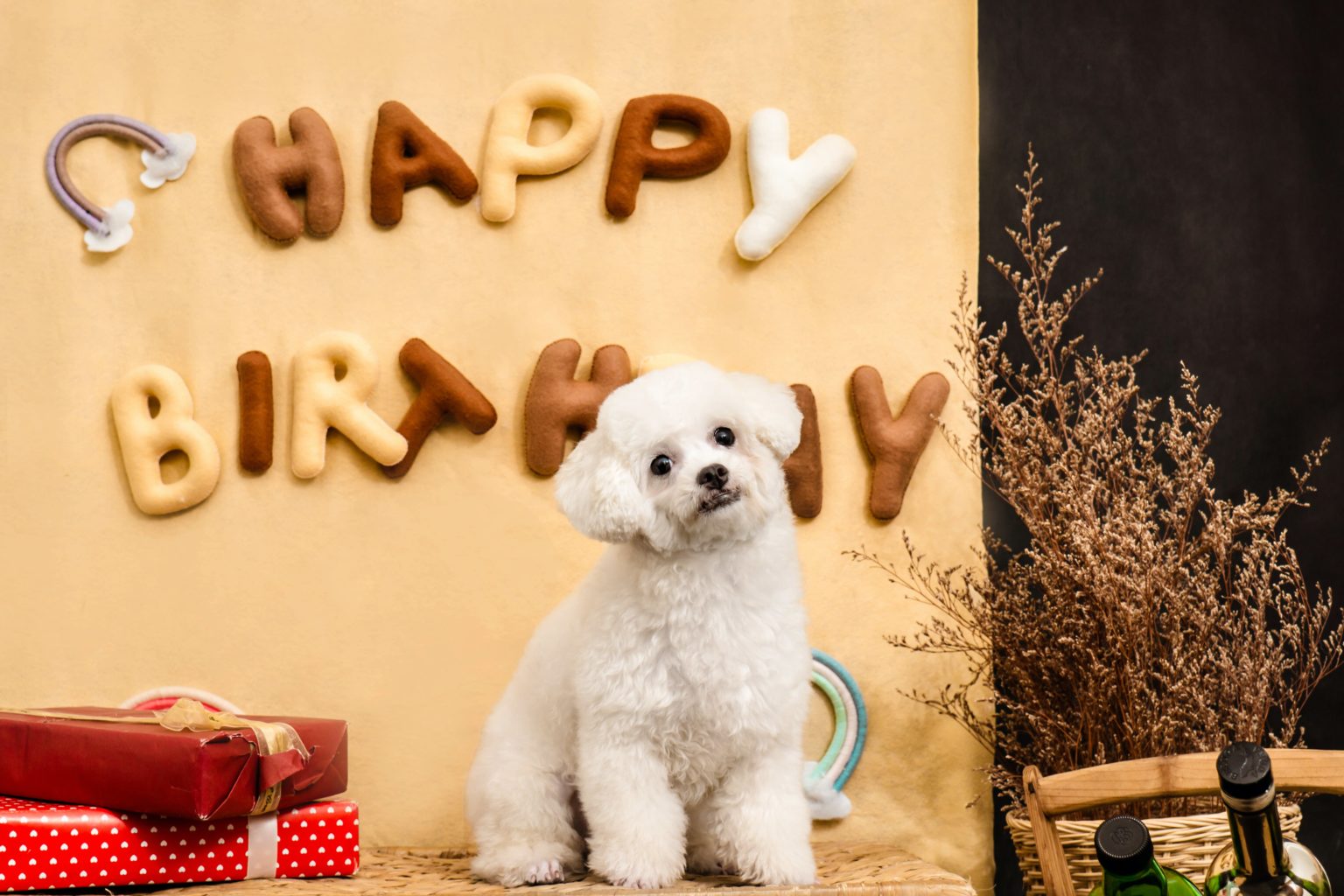 Descended from Bichons, the Bolognese dog originated in Bologna, Italy in the 11th century. The breed was loved by nobility and was a frequent gift between noble families during the Renaissance (particularly between Italian and Belgian royalty). When nobility started to die out, the breed almost went extinct.