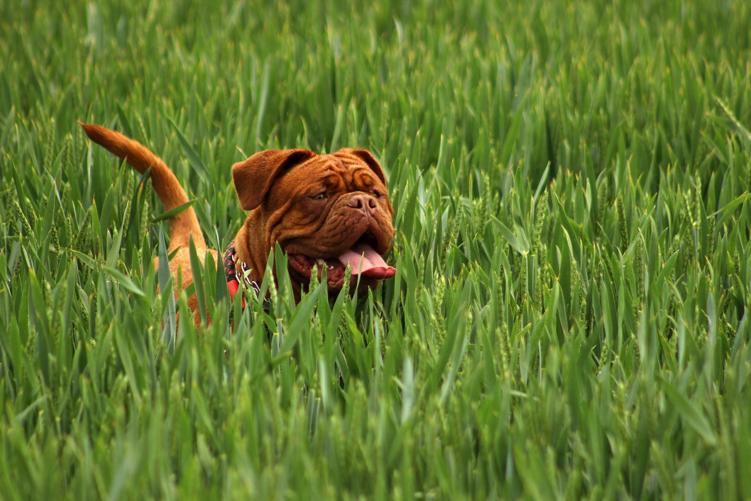 bordeauxdog playing in a field of grass