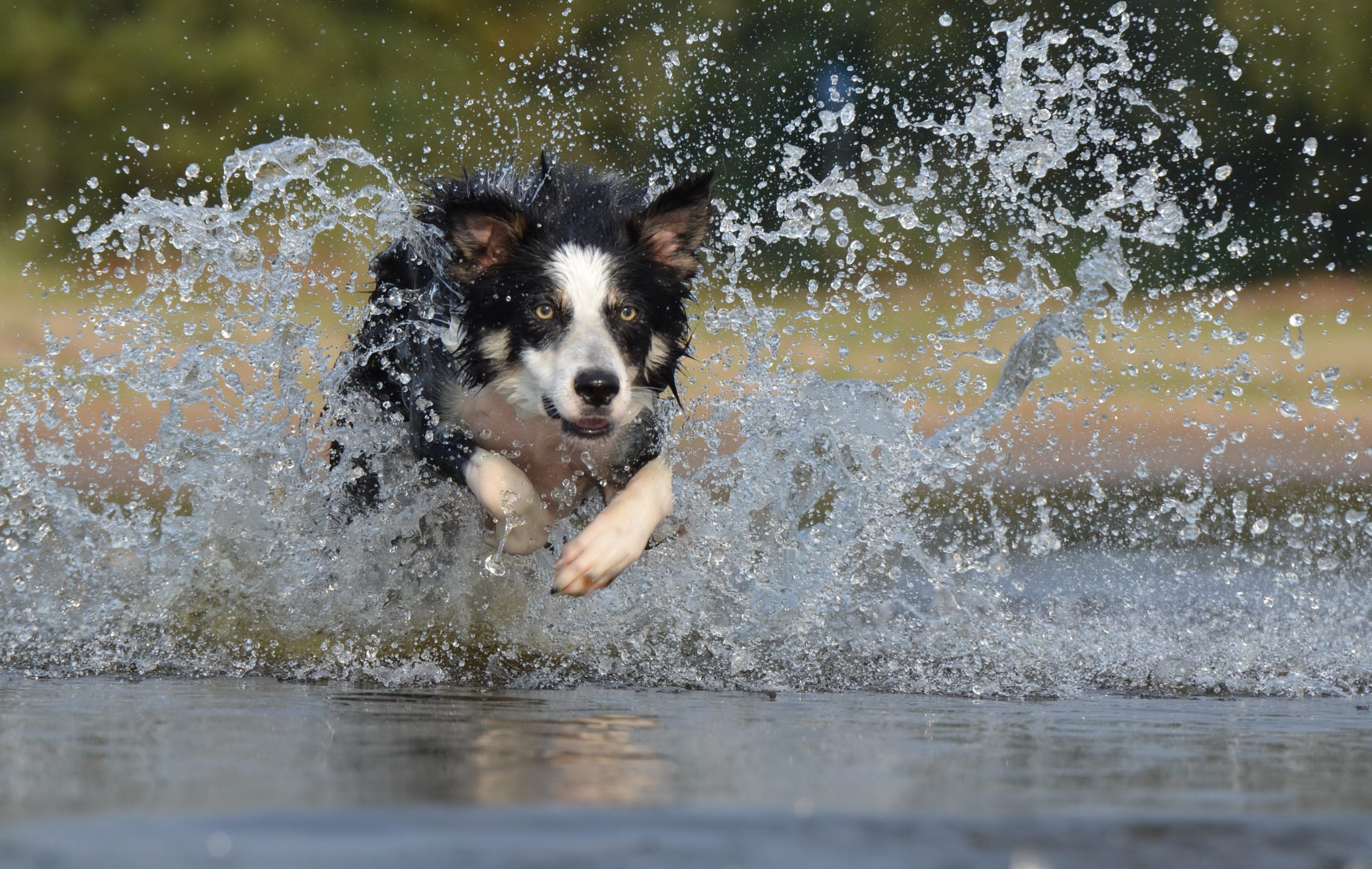 Border collie loves to play around and have plenty of energy to get rid of. Swimming is a great way for them to excercise