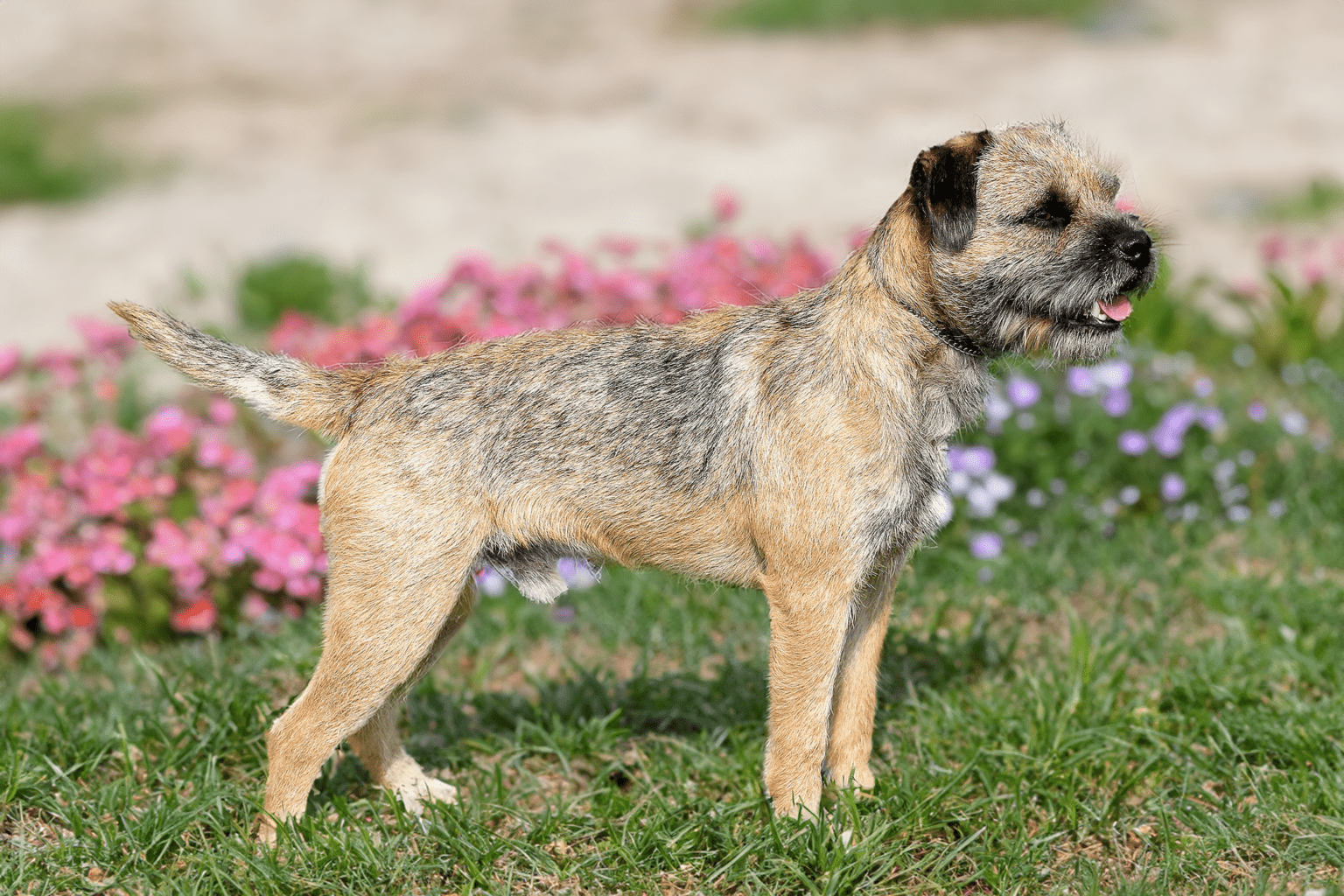 The Border Terrier originated from the rugged country along the border between Northumberland and Scotland. They are undoubtedly related to the other terriers which originated from this same region as Bedlington Terriers and Dandie Dinmont Terriers