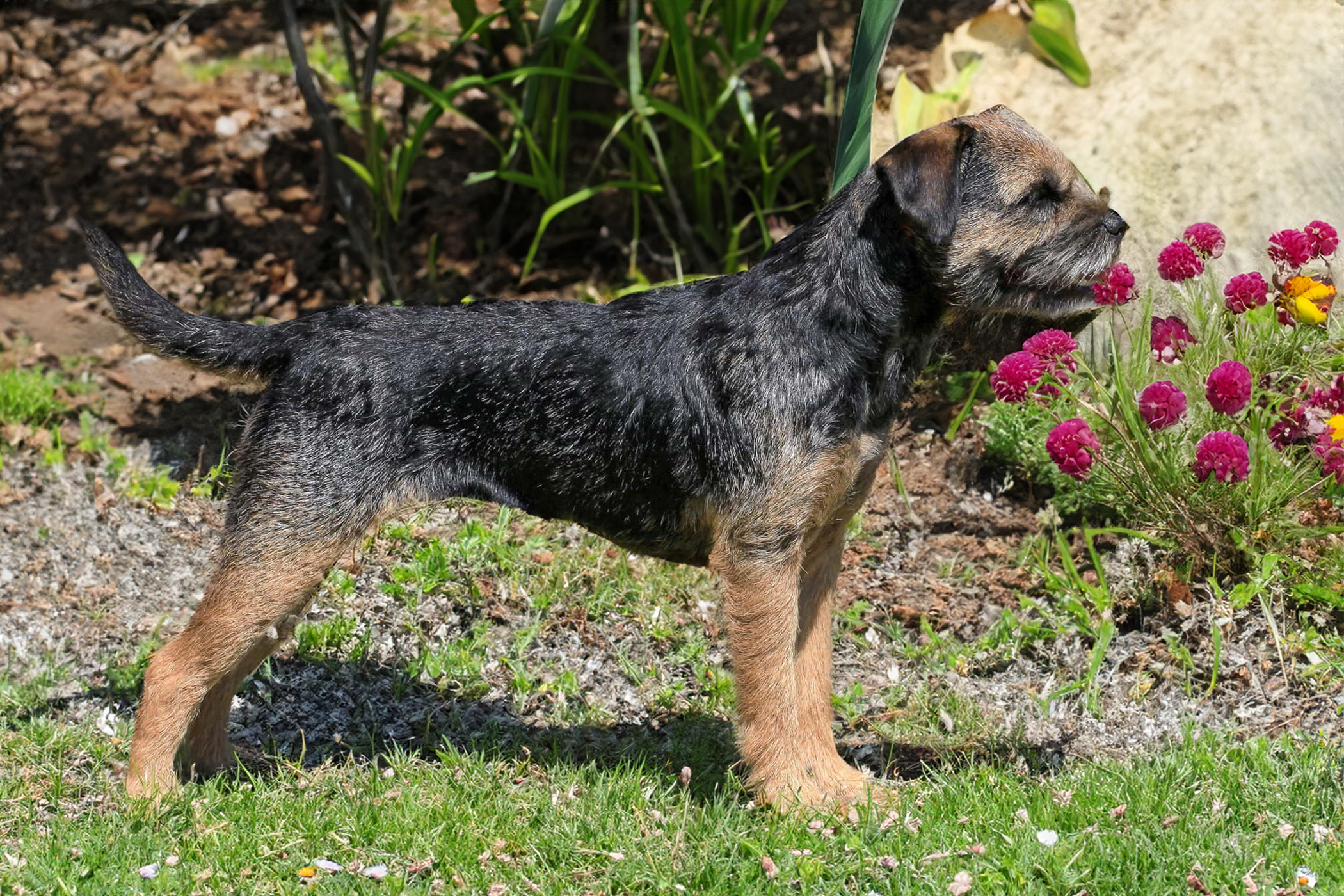 Border terrier loves going out on walks and explore open fields