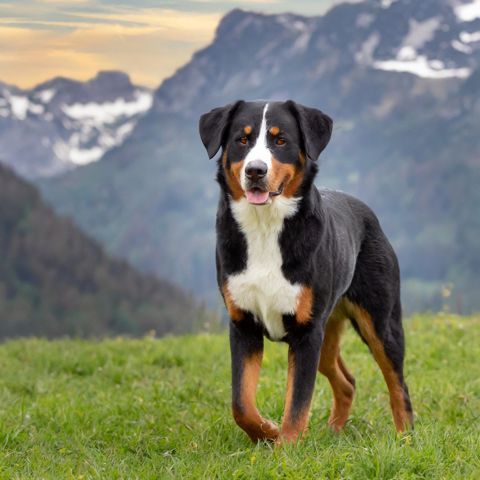 The Appenzeller Sennenhund exploring nature to release any excessive energy