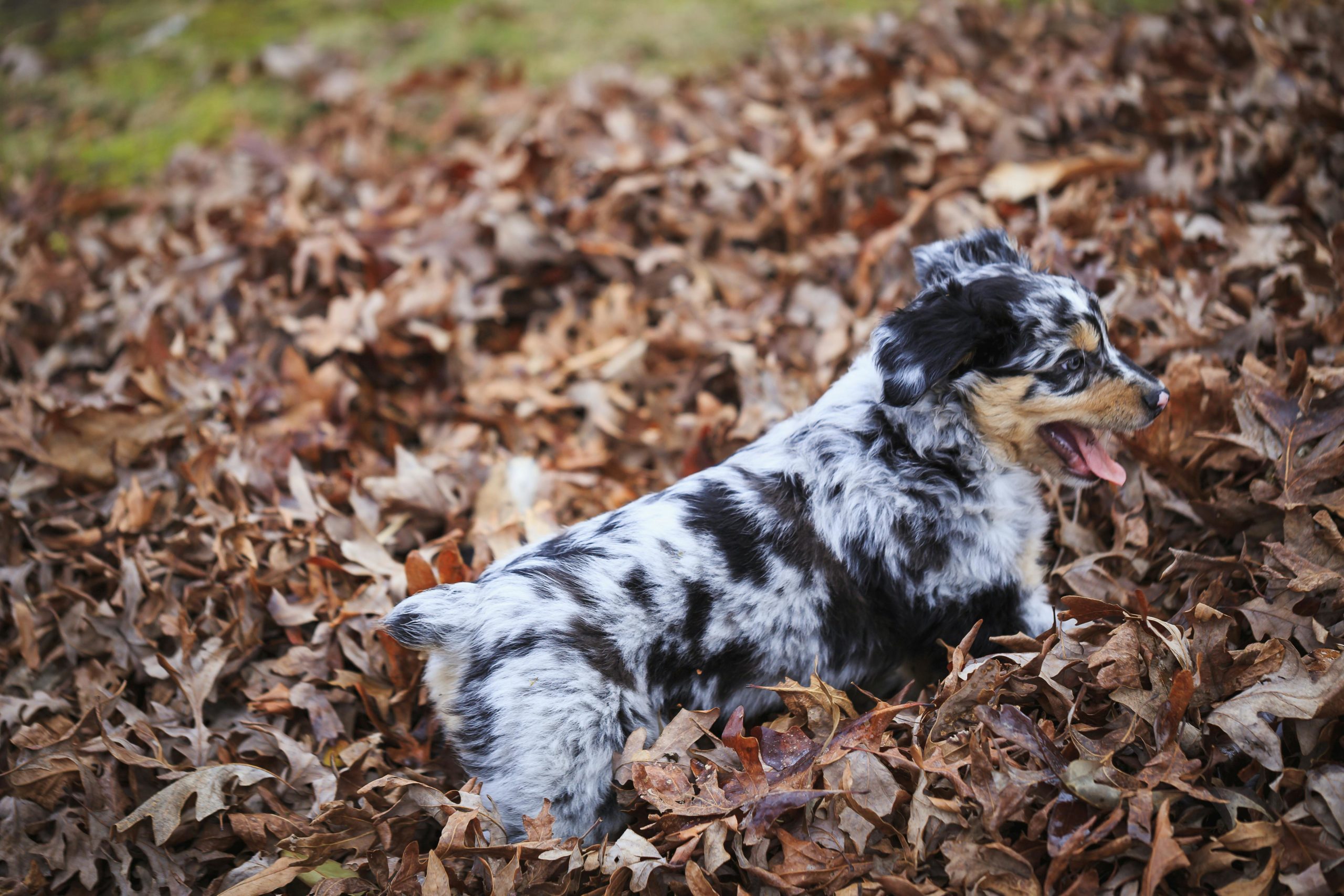The Australian Shepherd pup enjoying his walk through the forest playing in a pile of leaves