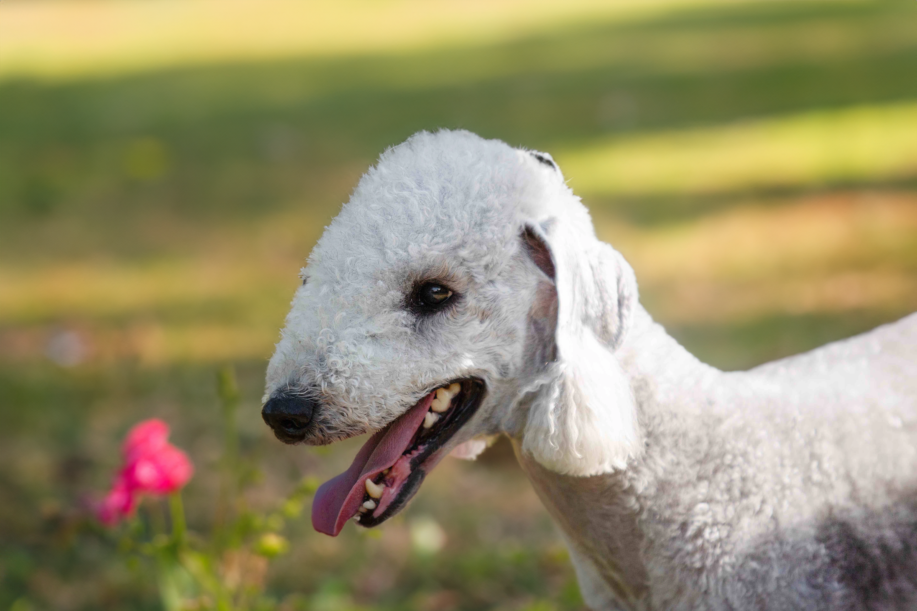 The Bedlington Terrier enjoying being in the park on a sunny day