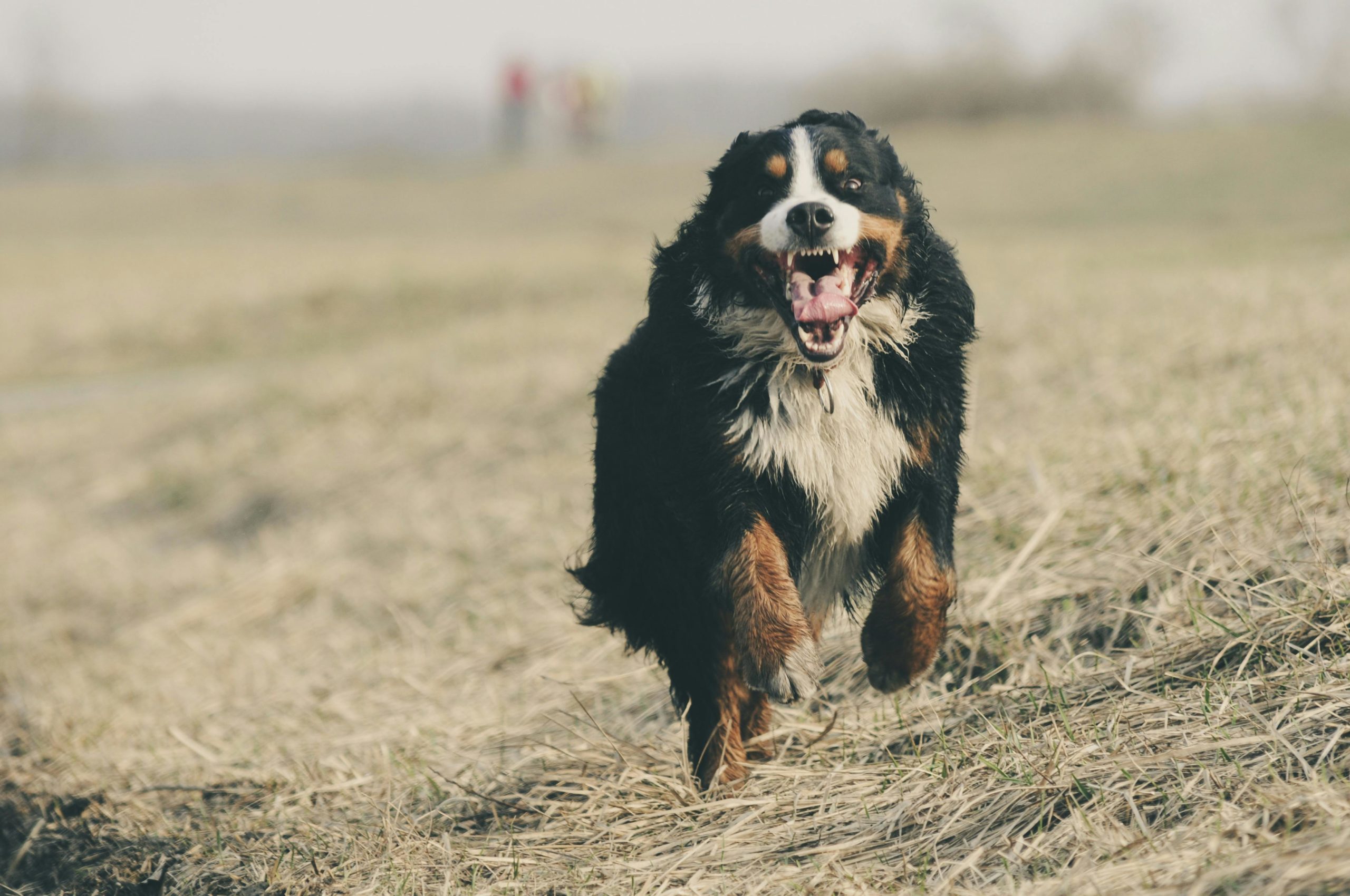 Bernese Mountain Dog having the time of his life running outside