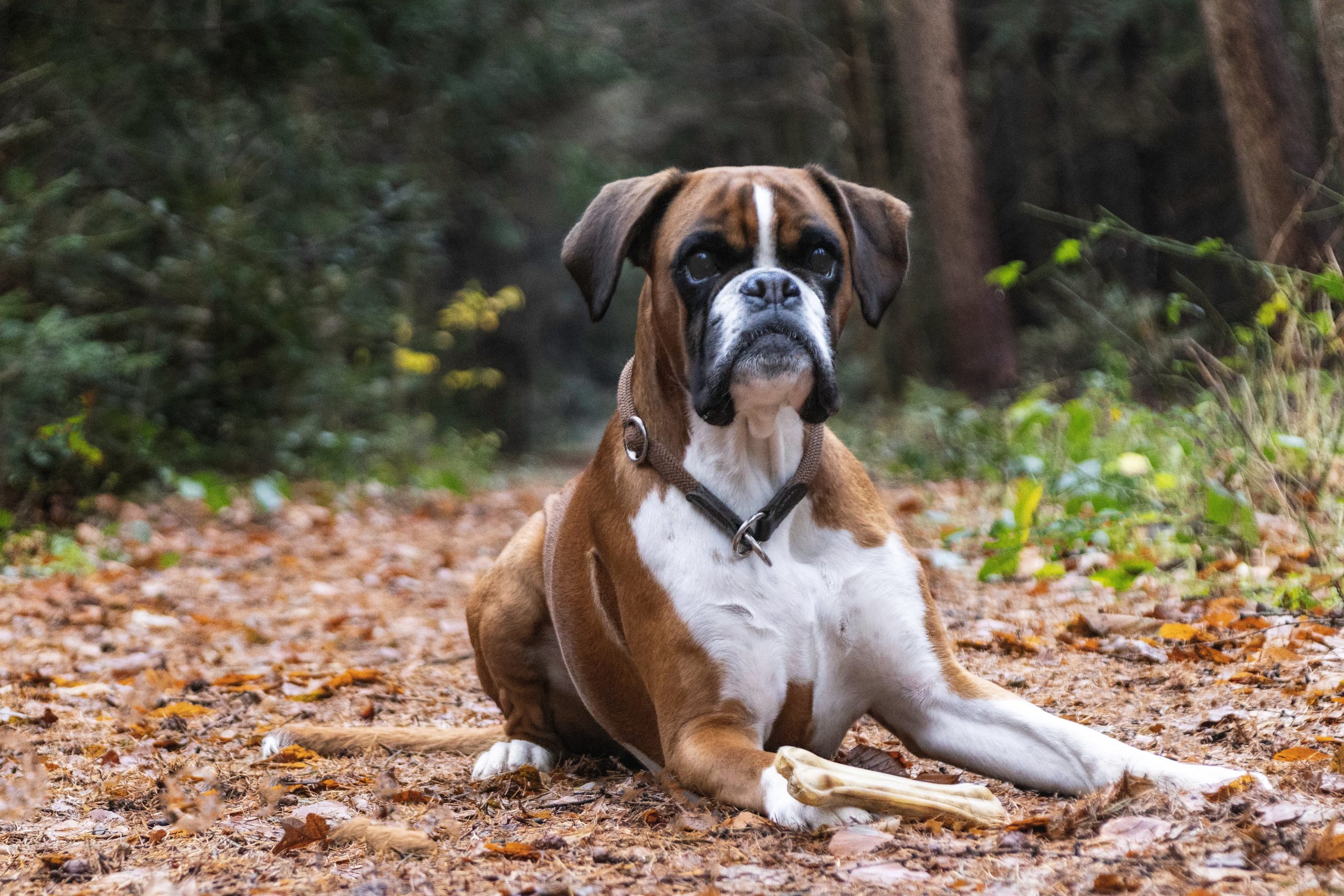 The dogbreed Boxer enjoying a nice walk through a forest