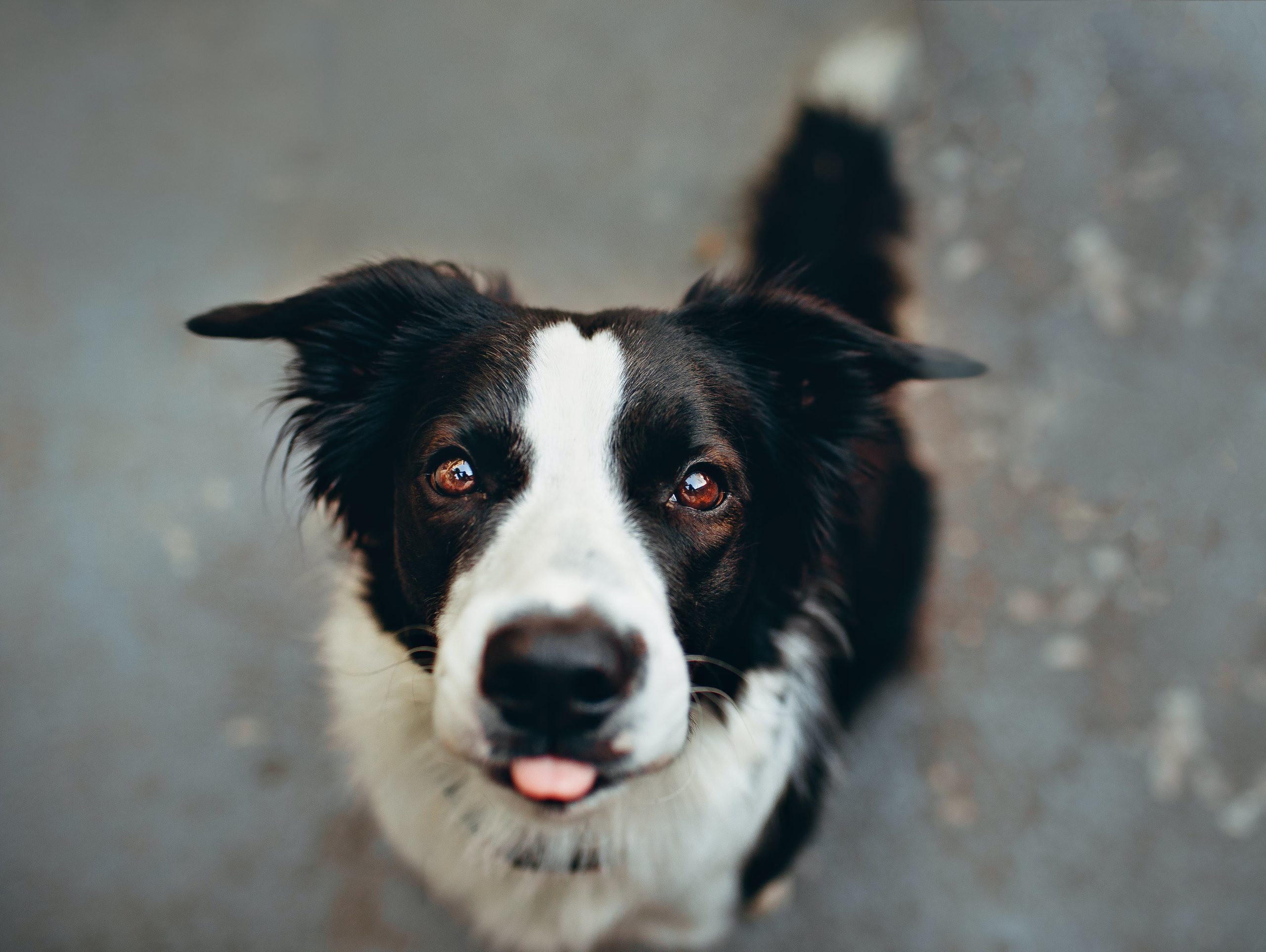 Border collie loves to socialise with other dogs and to run around in big open fields as playtime