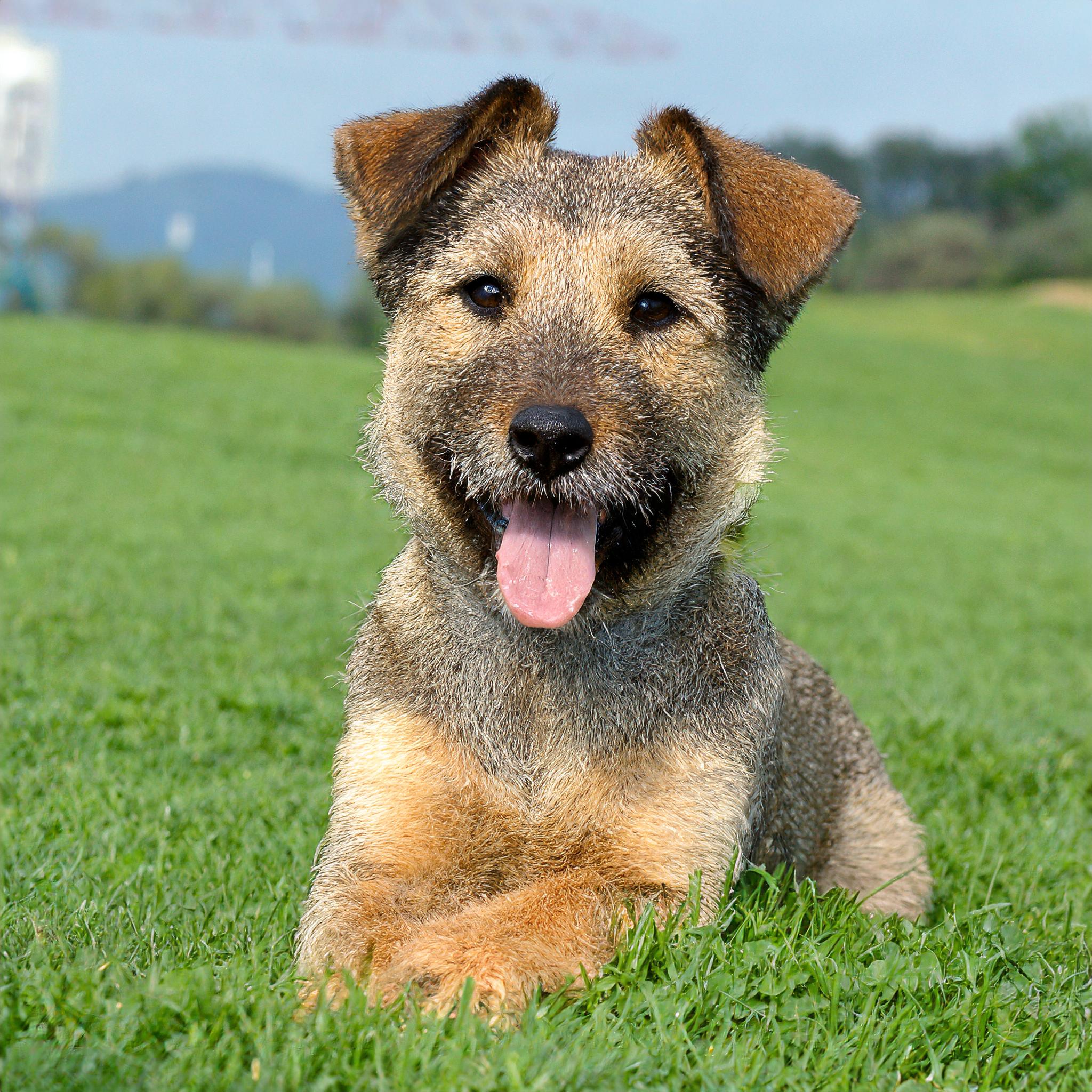 Border Terrier close-up in an open field