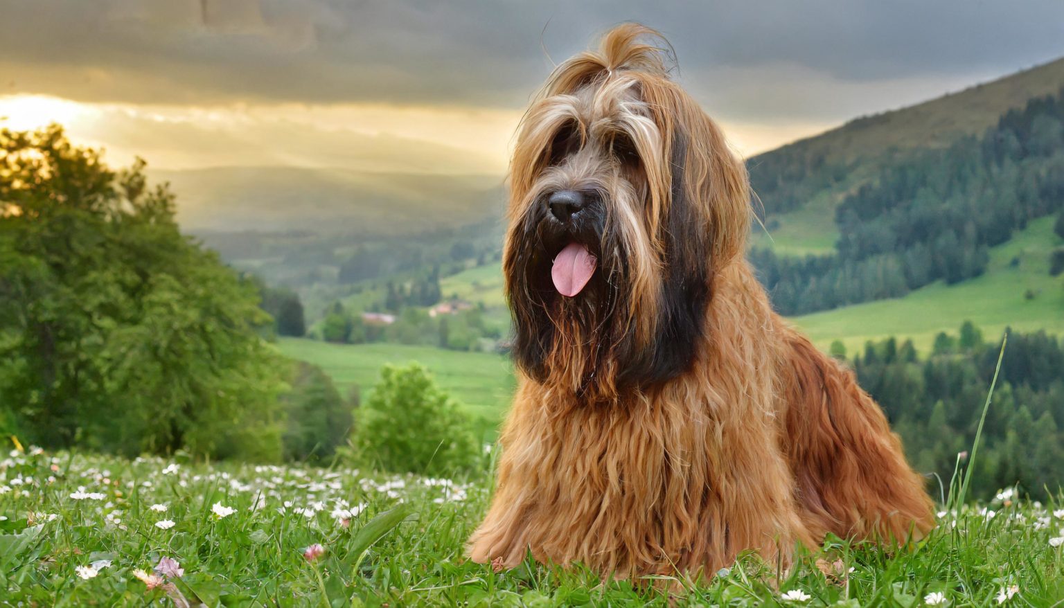 Close up of the Briard