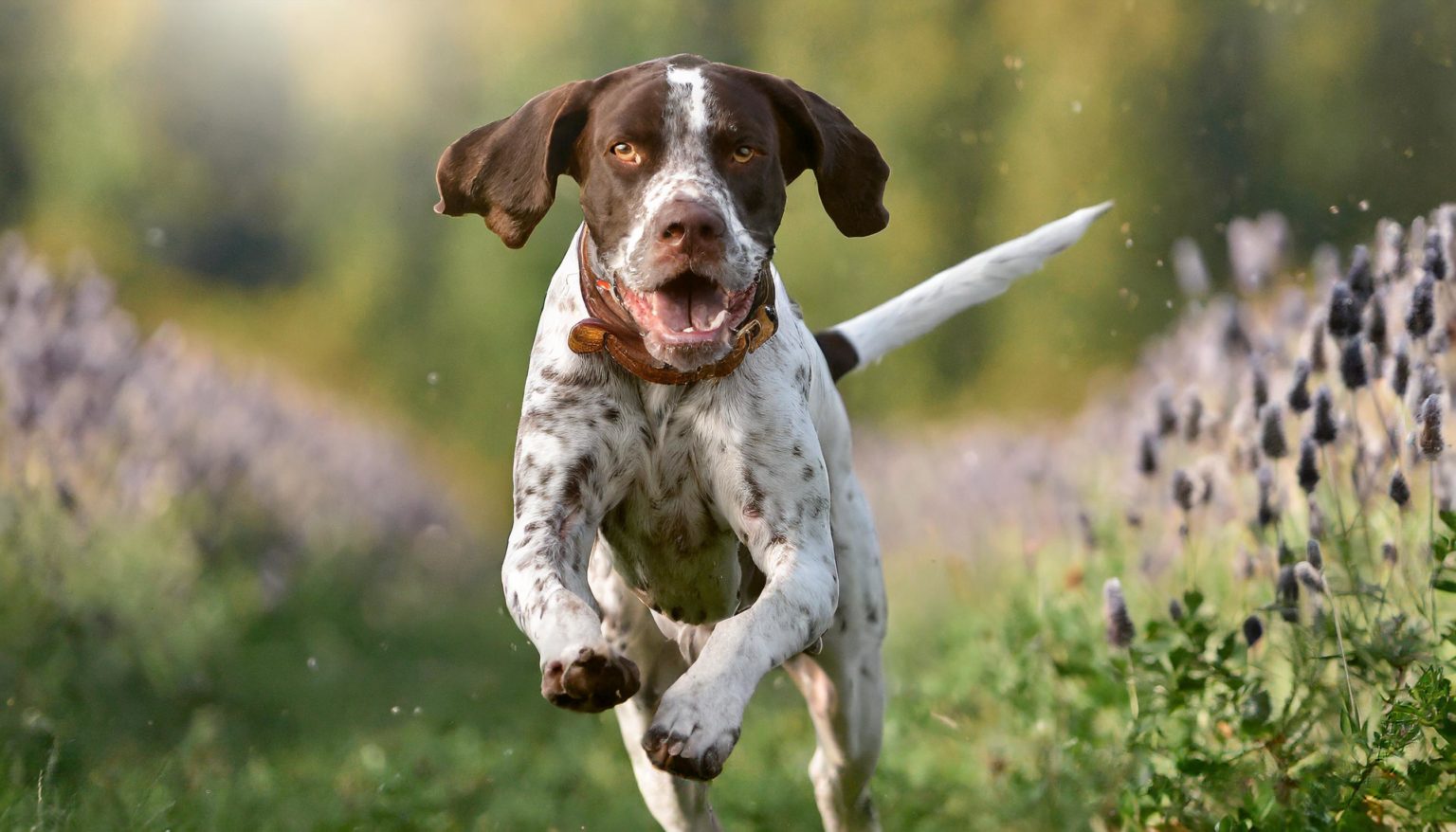 The Braque Français is a type of French pointer that has existed since the 15th century. Over time, people brought or imported these hunting dogs to other countries and crossed them with other breeds. And by the end of the 19th century, there were two distinct types: the Gascony and the Pyrenean.