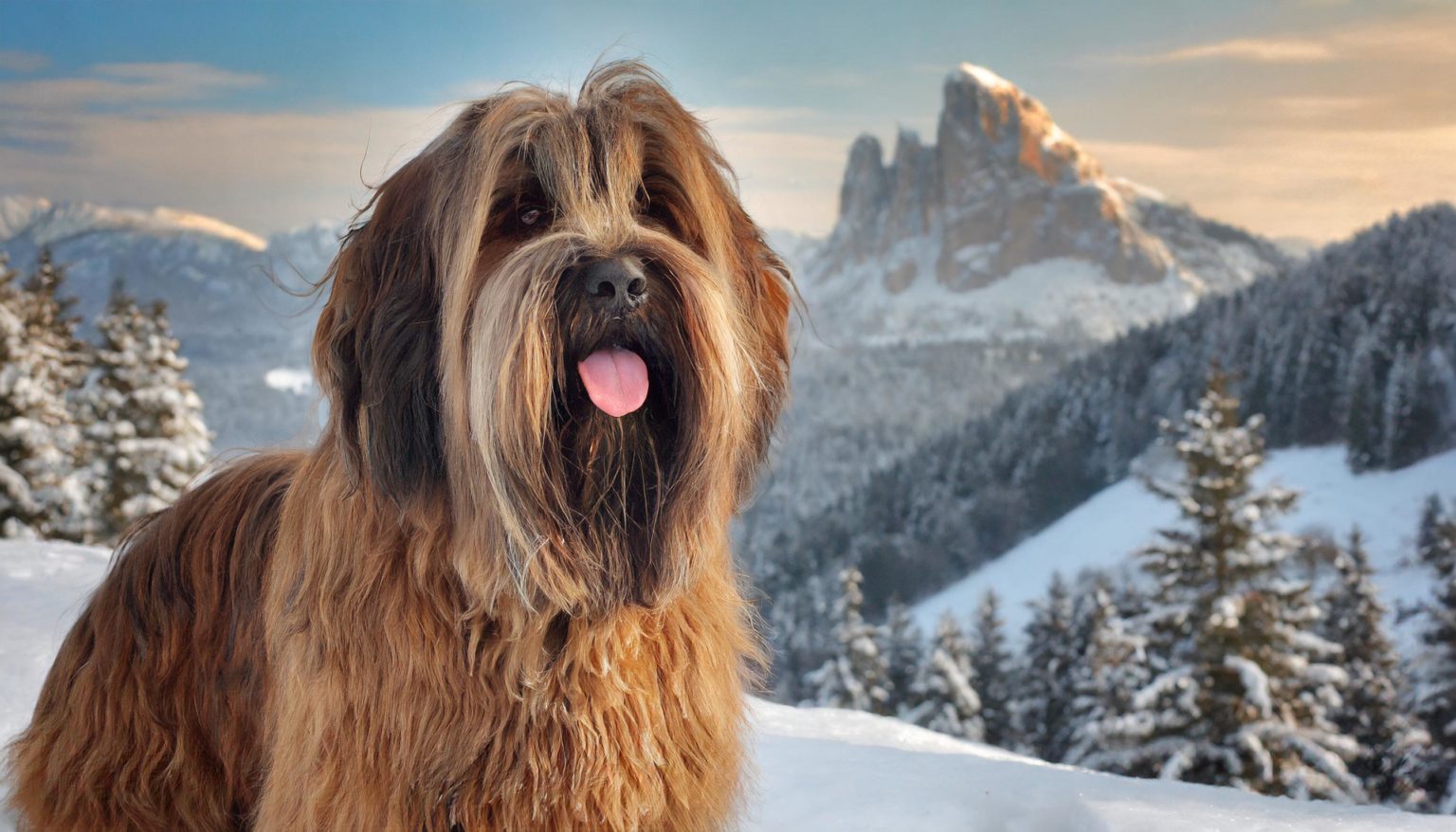 The Briard originated in, and is named for, the Brie historic region of north-central France, where it was traditionally used both for herding sheep and to defend them.