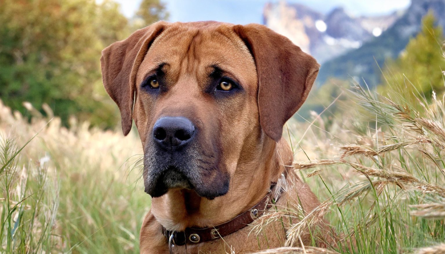 Calm, good-natured, yet watchful and confident, the Broholmer hails from Denmark and makes a great family companion. A large, mastiff-type dog, the Broholmer is rectangular and strongly built with a wide, massive head.