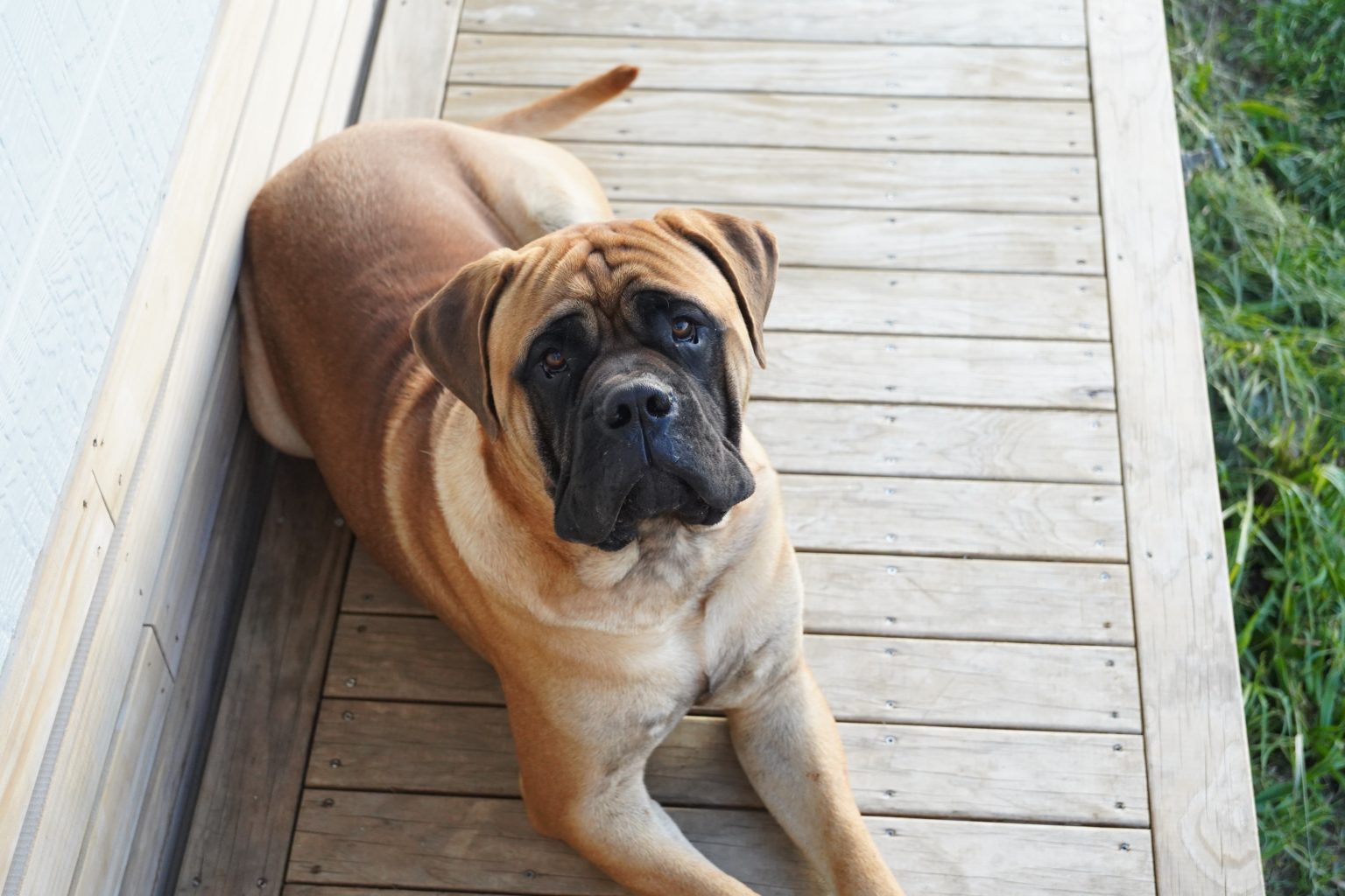 The Bullmastiff breed was developed in England during the mid-1800s. Gamekeepers needed a dog to protect their game from poachers, so they experimented with cross-breeding.