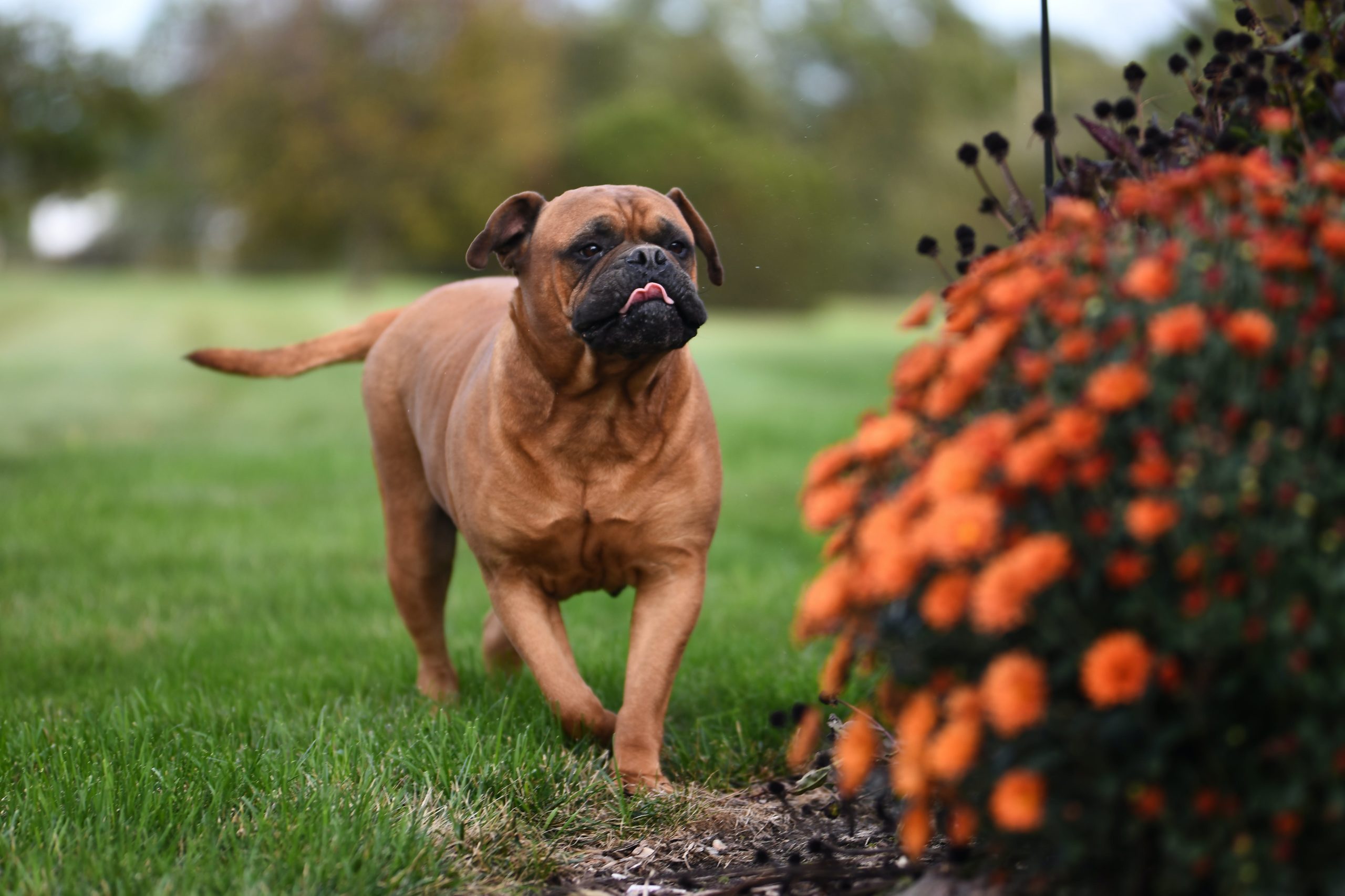 Bullmastiff playing in the back yard getting plenty of daily exercise that he needs