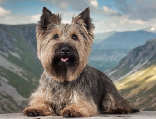 Cairn Terrier: All about this happy dog breed from appearance to price