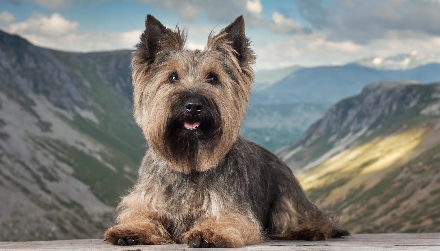 The Cairn Terrier originated in the Western Isles of Scotland, where, for centuries, he has been used as a working terrier, and was formerly known as the "Short-haired Skye Terrier." The Cairn Terrier is alert, intelligent, active and long-lived.