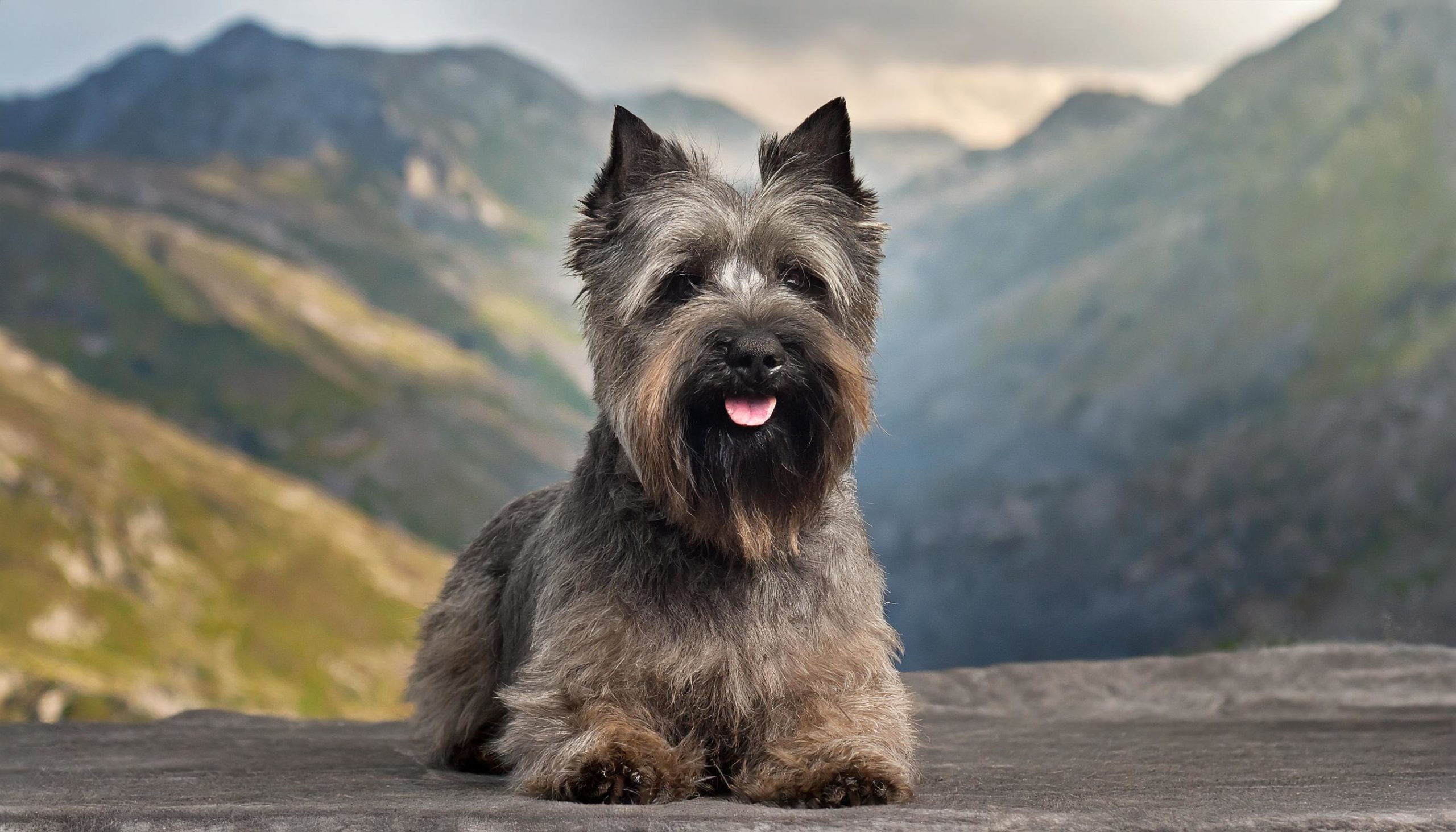 Close up of the Cairn terrier