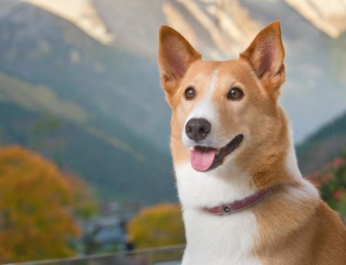 Canaan dog: character, appearance, care and more