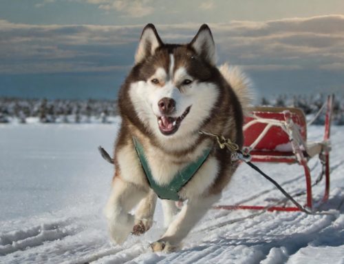 Canadian Eskimo dog – Appearance, Character and more