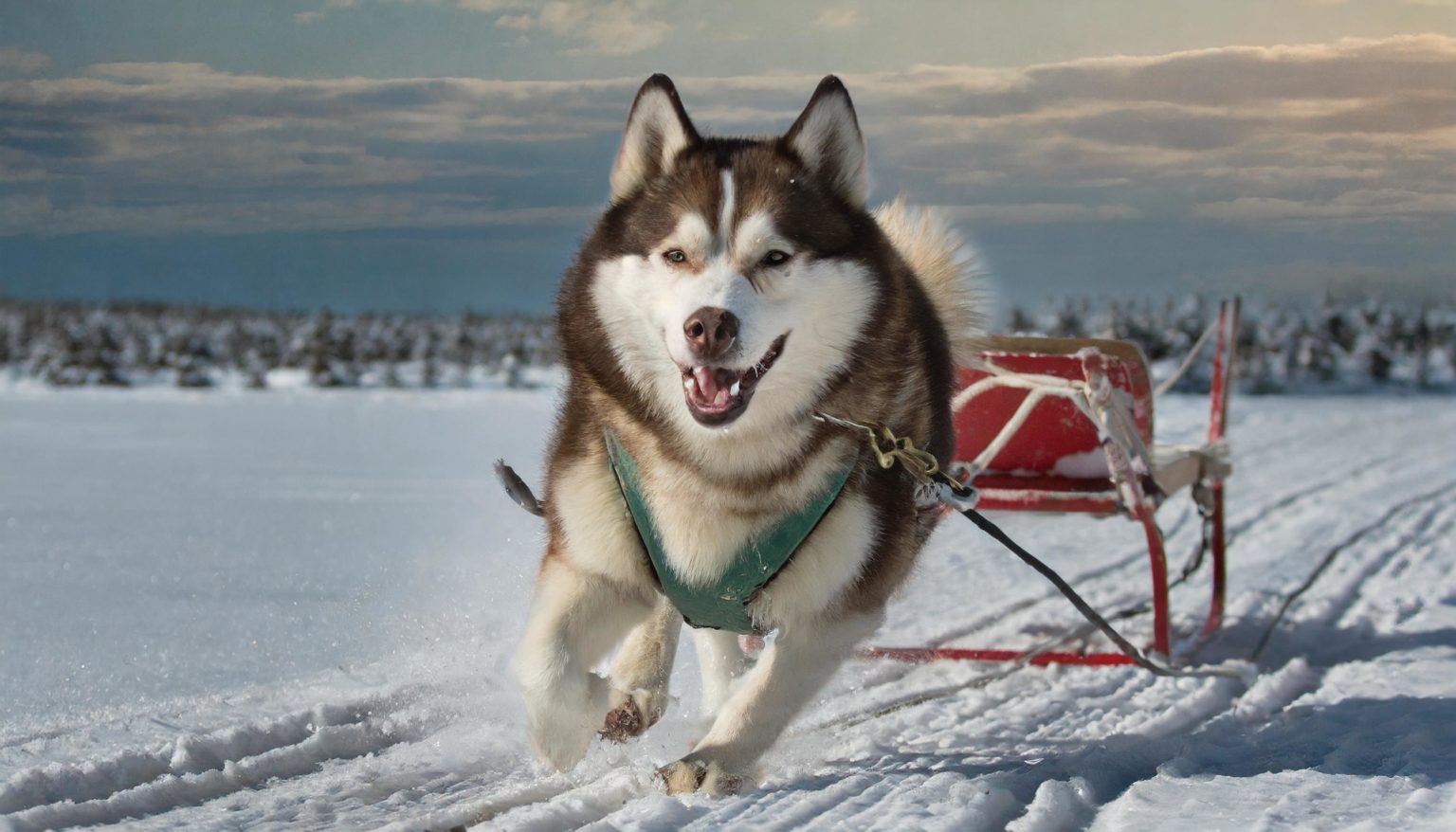 The Canadian Eskimo Dog is an Arctic breed of working dog. Another name for it is qimmiq, and it was brought to North America from Siberia by the Thule people.